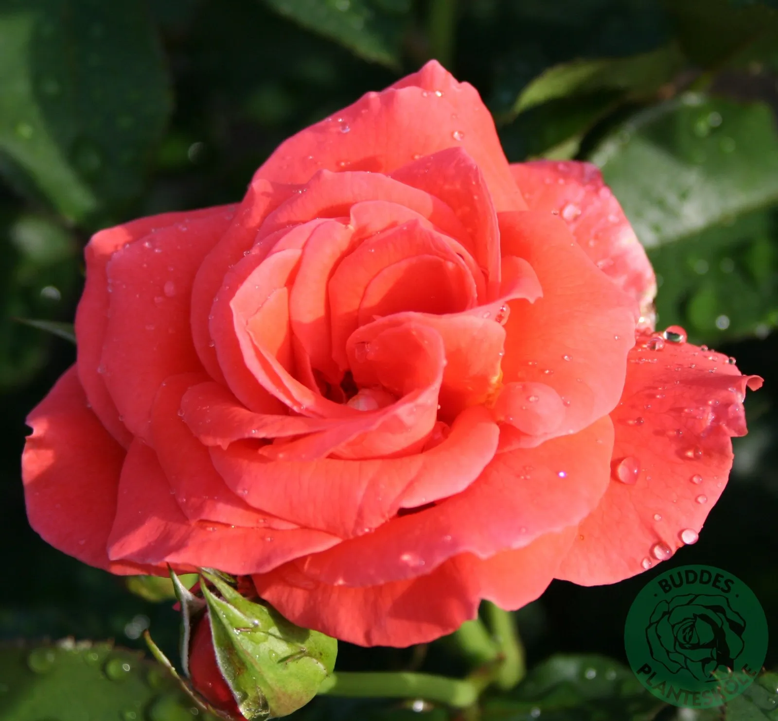 Tehybridros PRINSESSE MARIE ('Poulht007')
