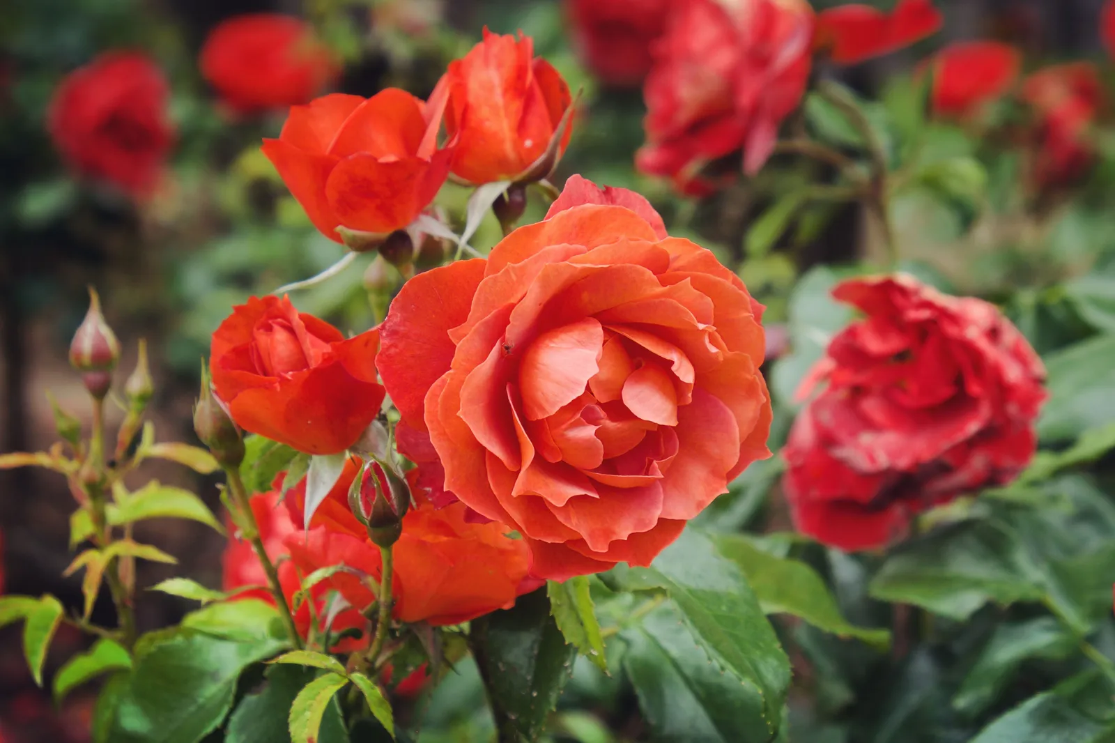 Floribundaros HOT CHOCOLATE ('Wekpaltlez') - miniatyr 6