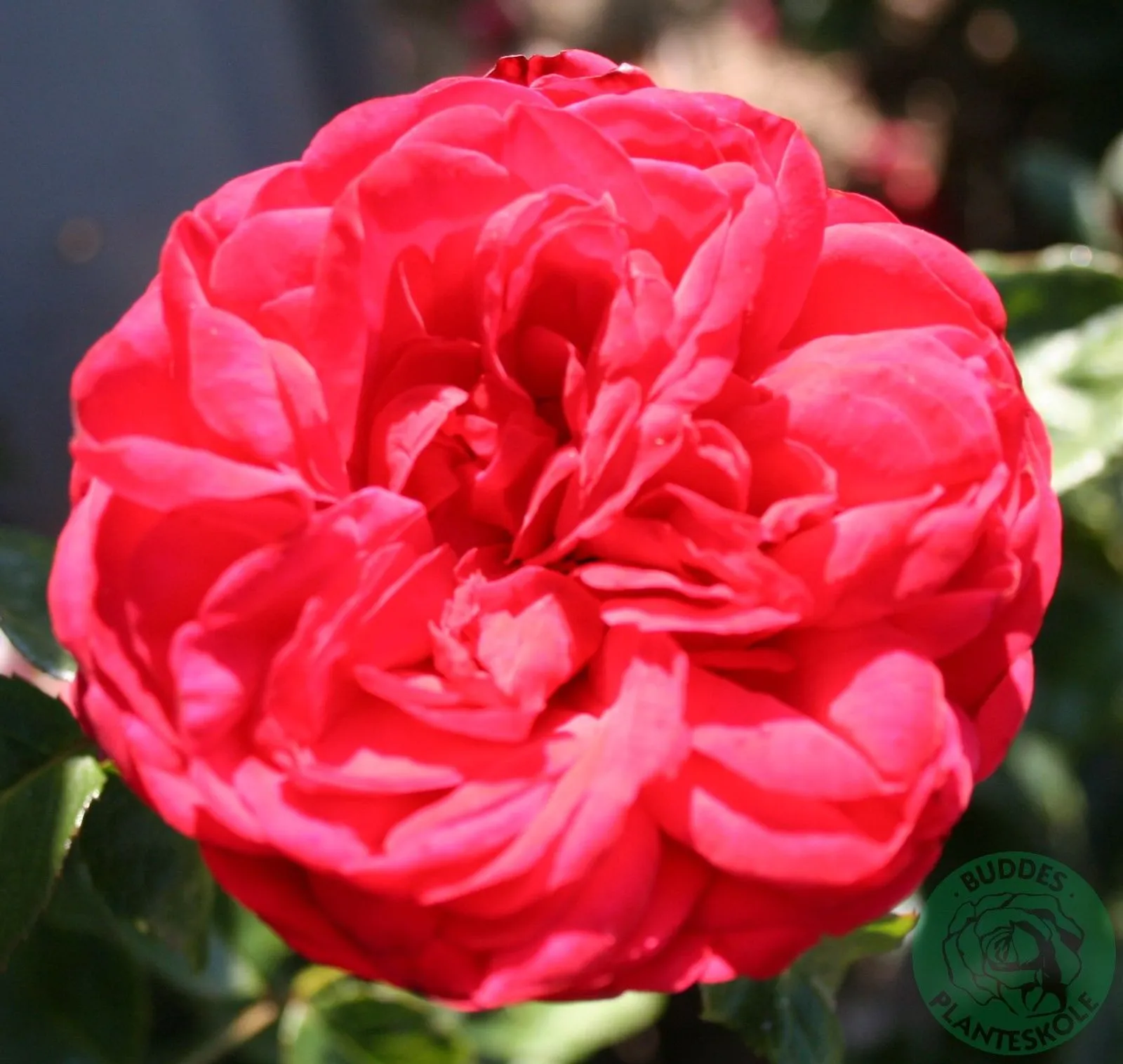 Floribundaros PIANO ('Tanopina')