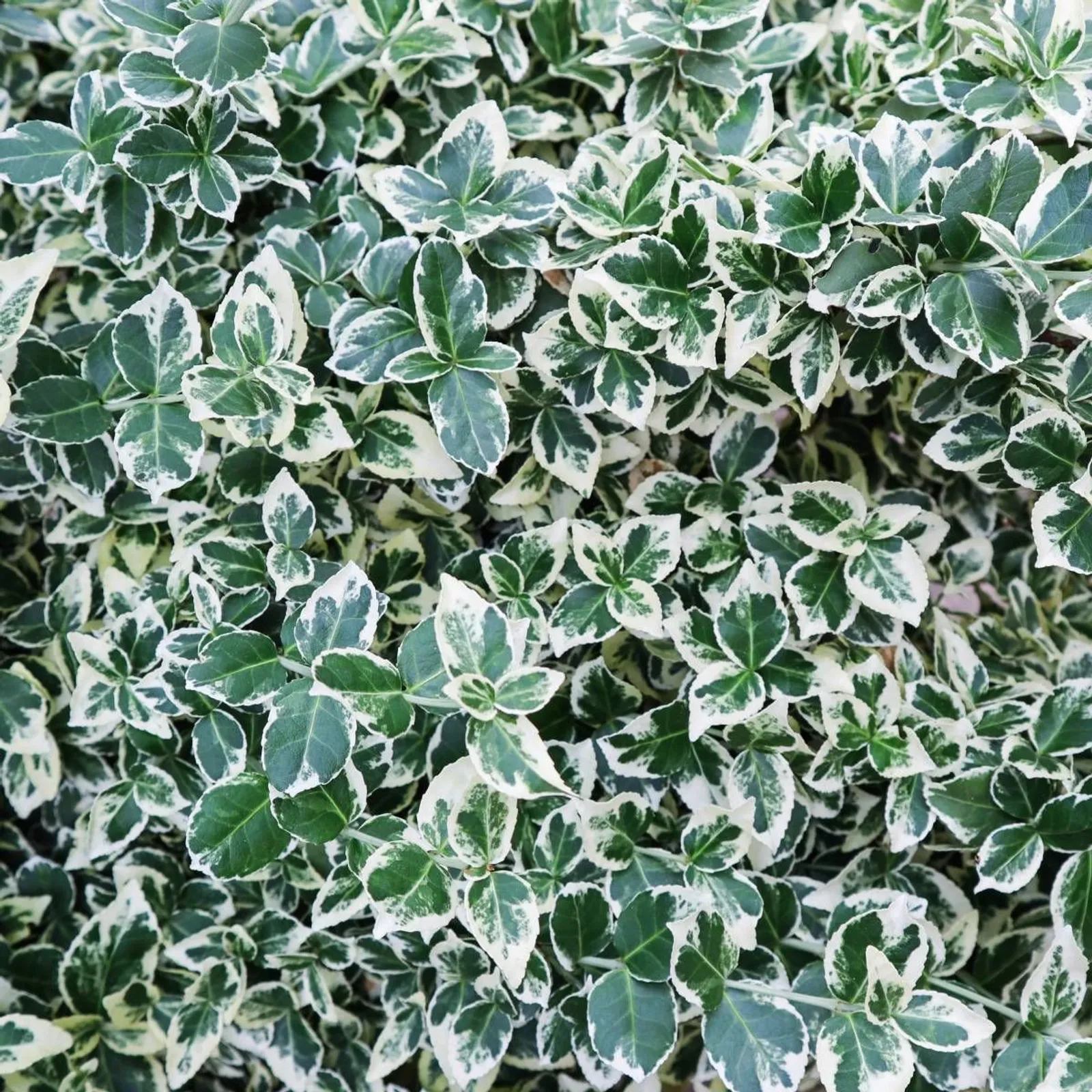 Klätterbenved 'Emarald Gaiety' (syn. benved 'Emarald Gaiety'), 15-30 cm