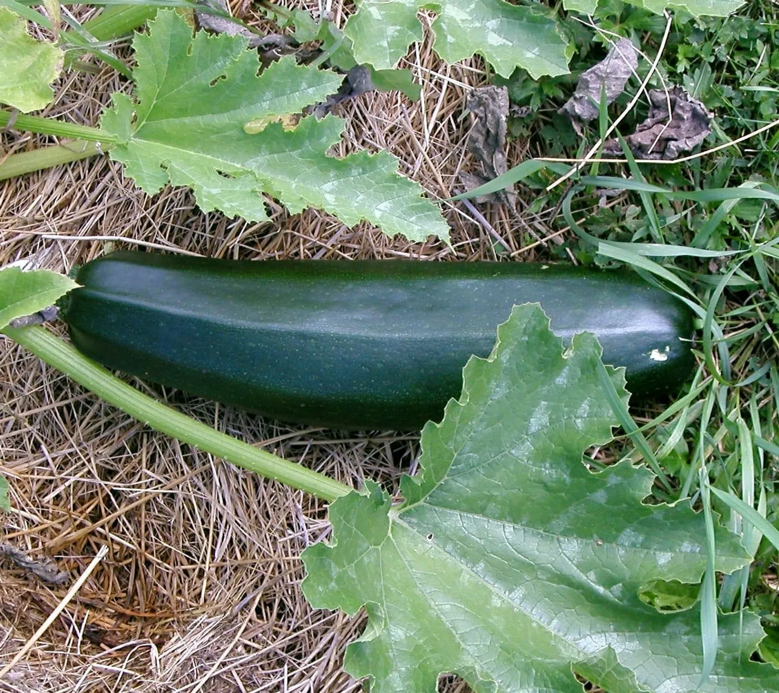Black Beauty sommarsquash ekofrö