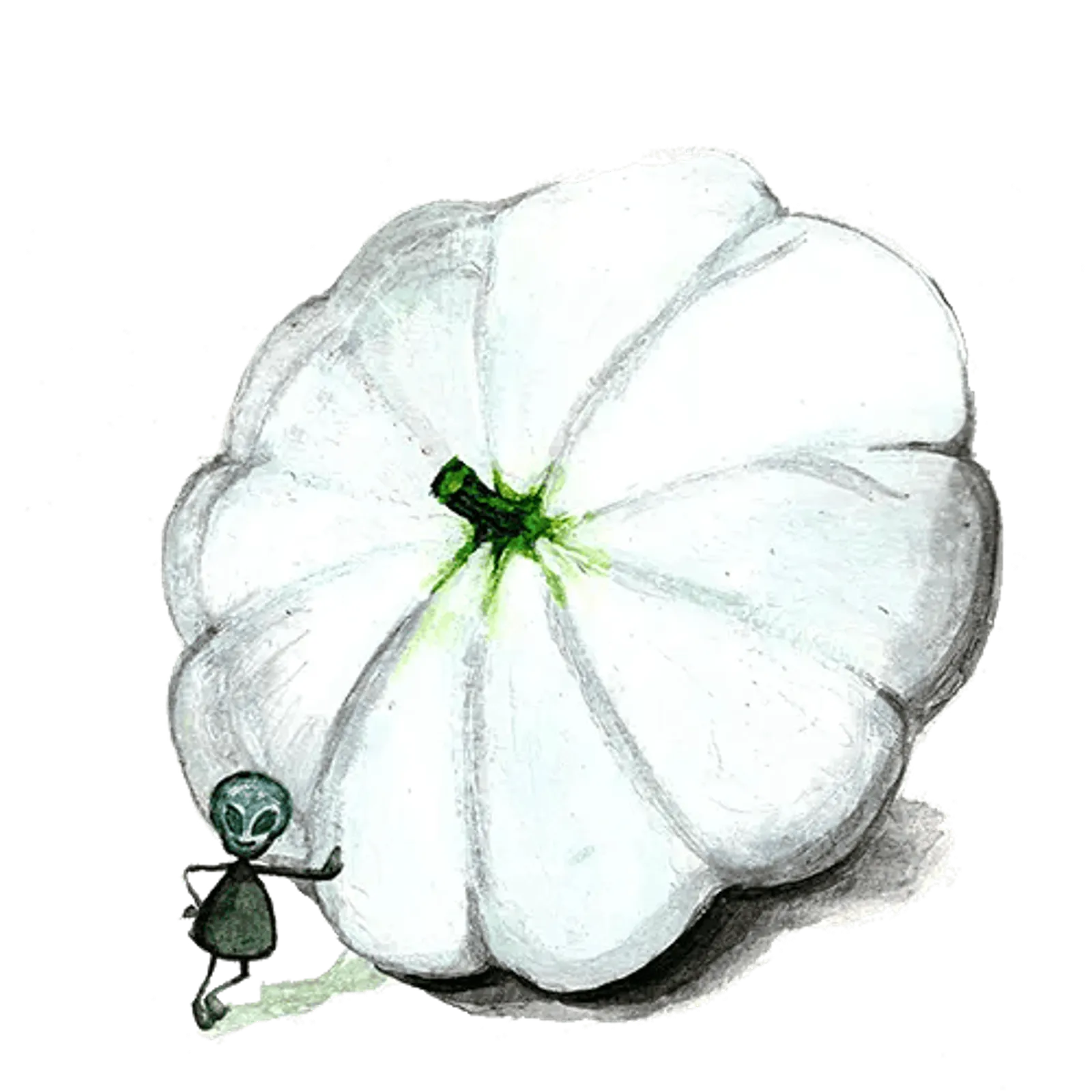 Sommarsquash 'Custard White', Frö