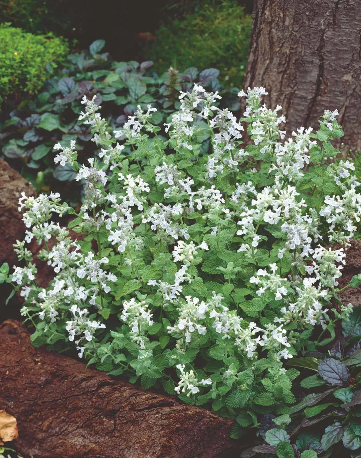 Bergnepeta 'Snowflake'