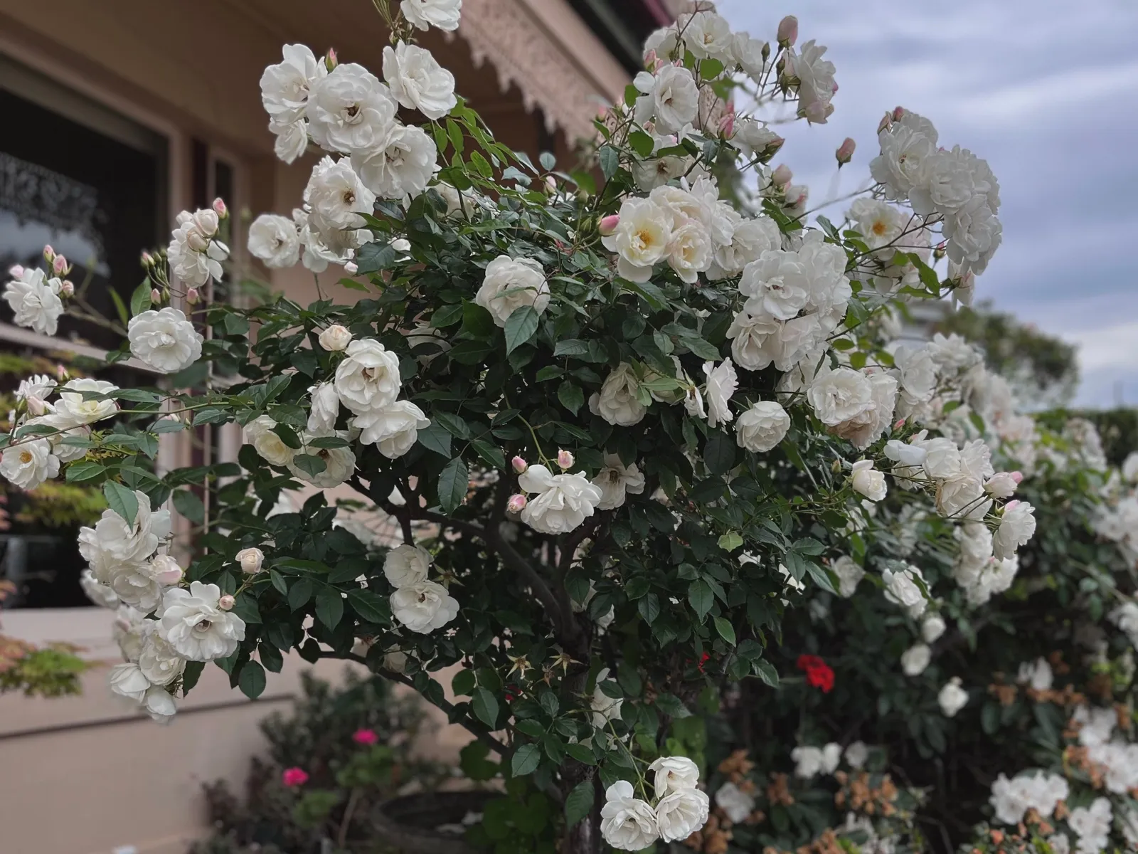 Floribundaros 'Climbing Iceberg' - miniatyr 5