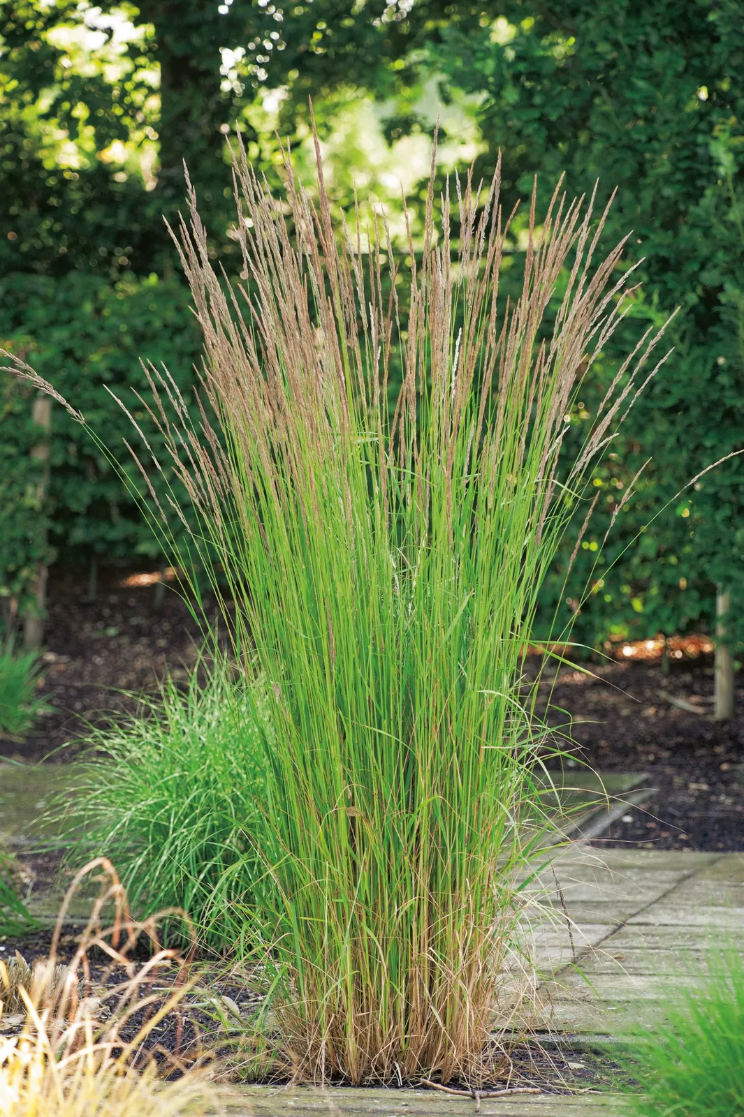 Tuvrör 'Karl Foerster', 2L