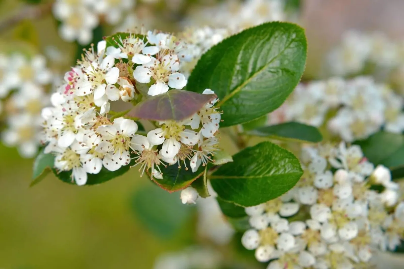 Slånaronia 'Elata' (syn. slånaronia FK Västeråker), 20-40 cm
