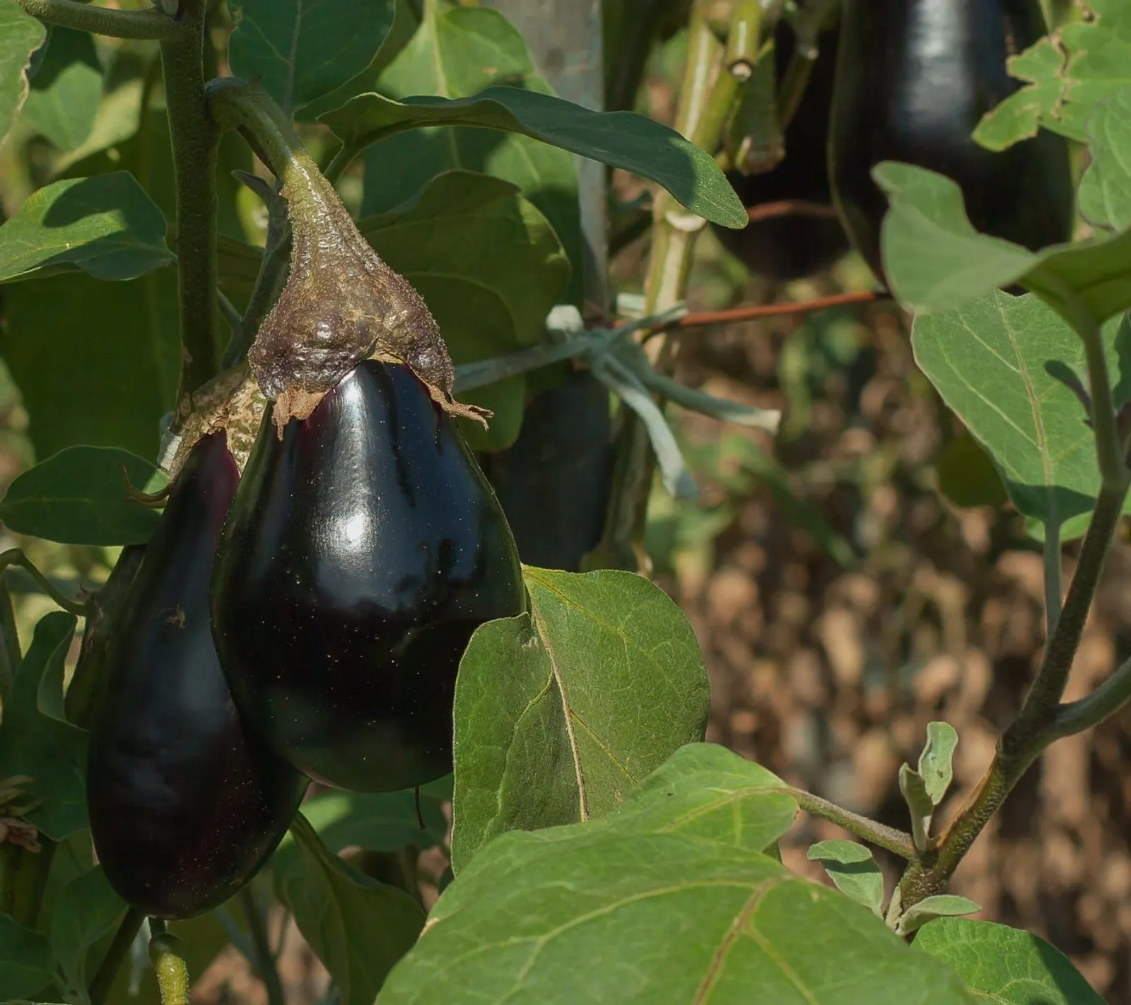 Äggplanta 'Black Beauty aubergine', ekofrö