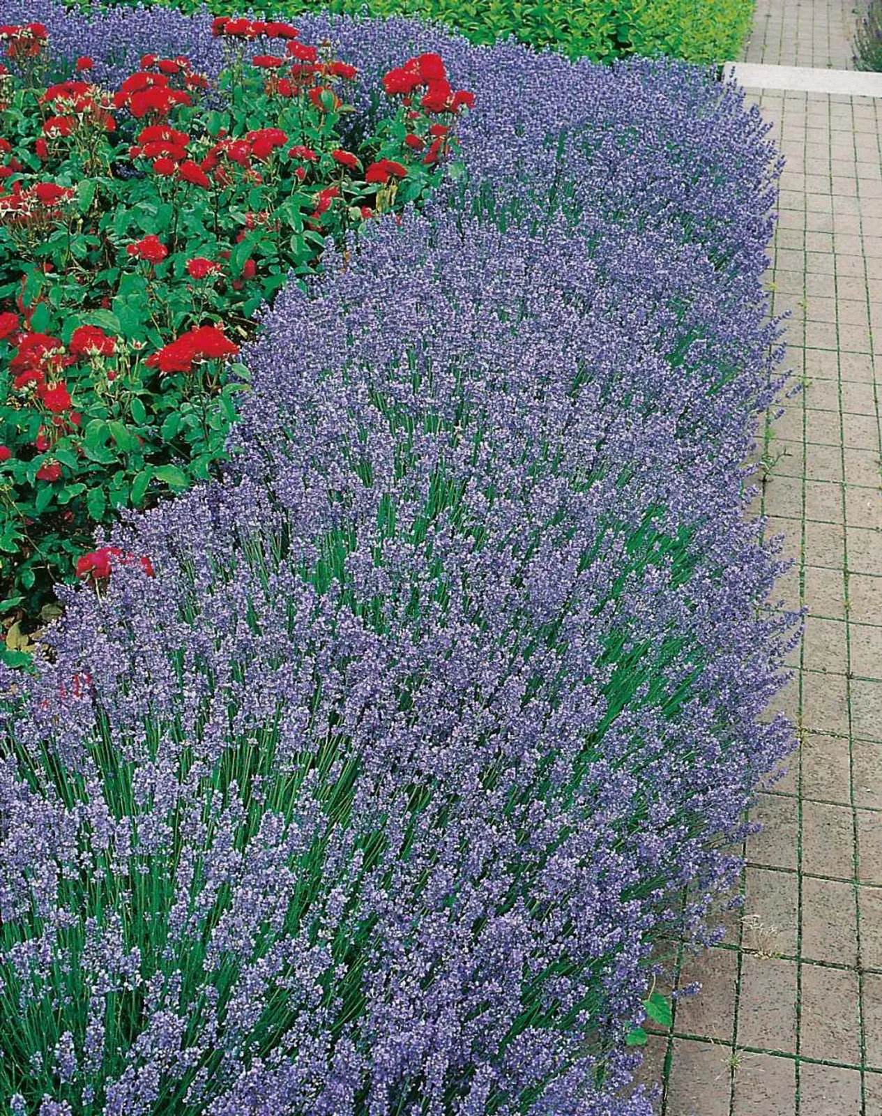 Lavendel 'Hidcote'