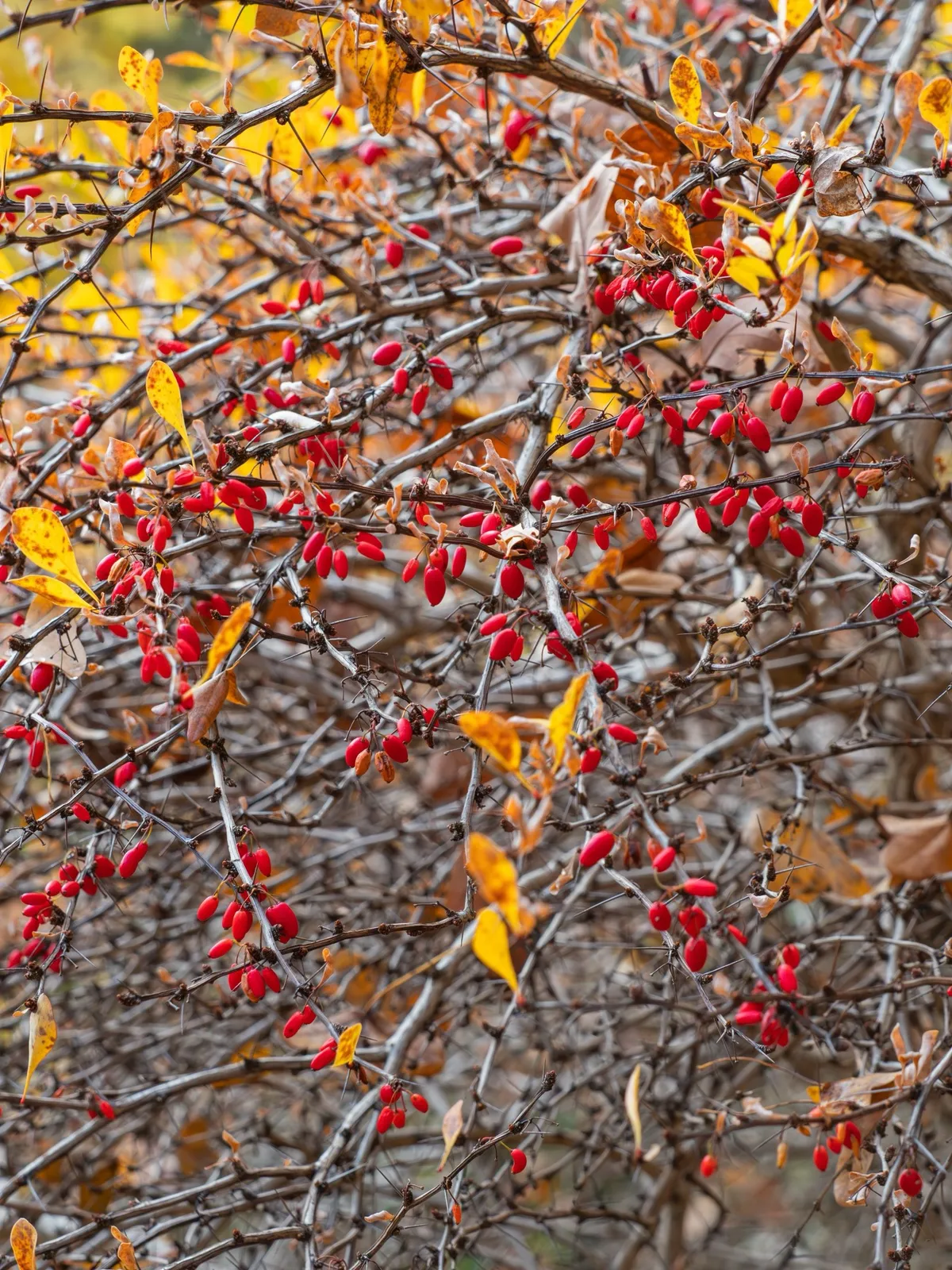 Häckberberis - miniatyr 3