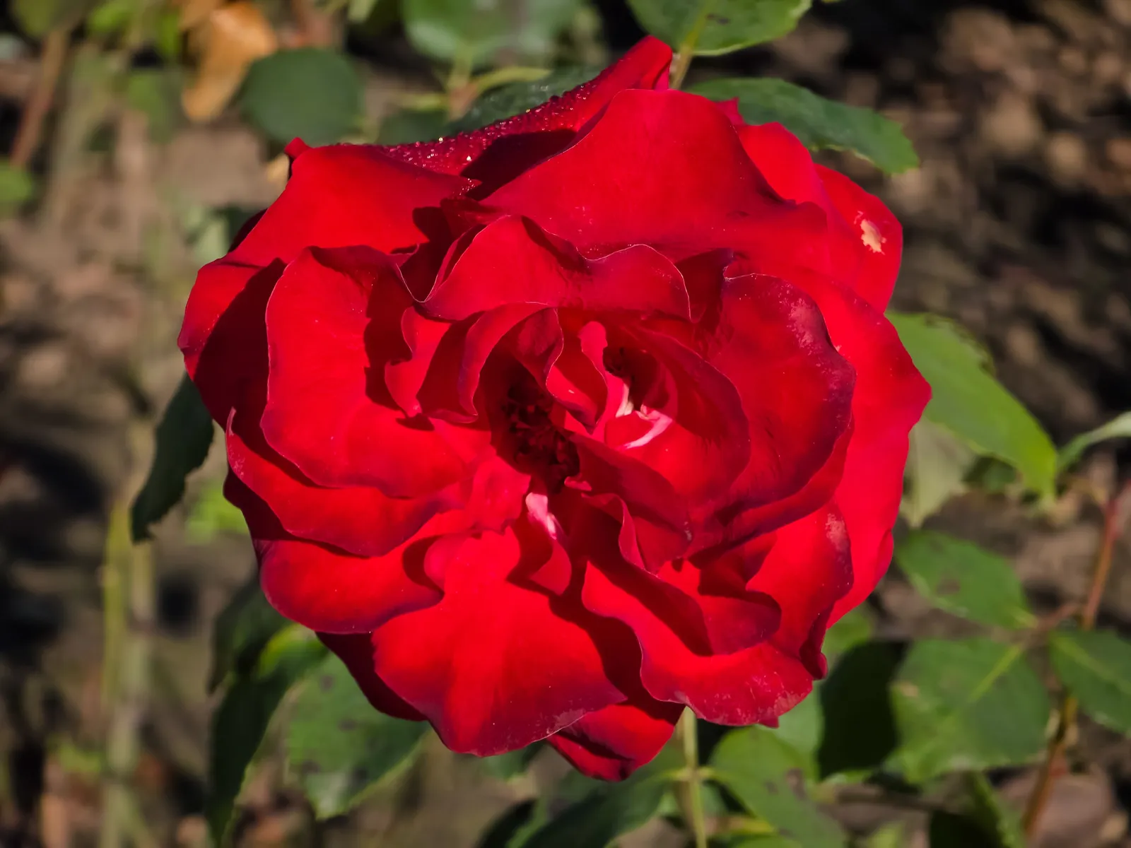 Tehybridros COURAGE ('Poulduff') - miniatyr 2