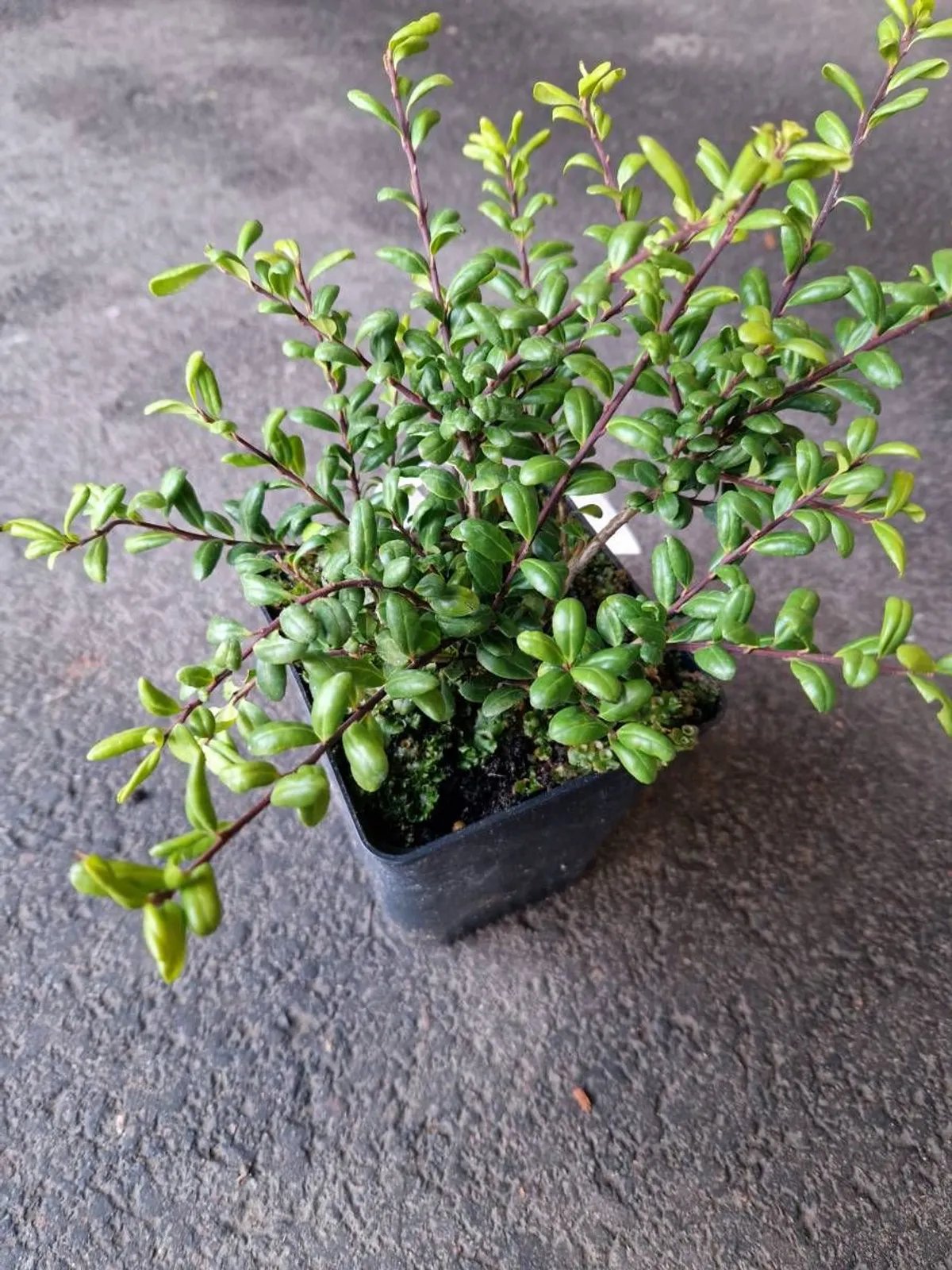 Japansk järnek 'Convexa', 10-20 cm — detalj 3