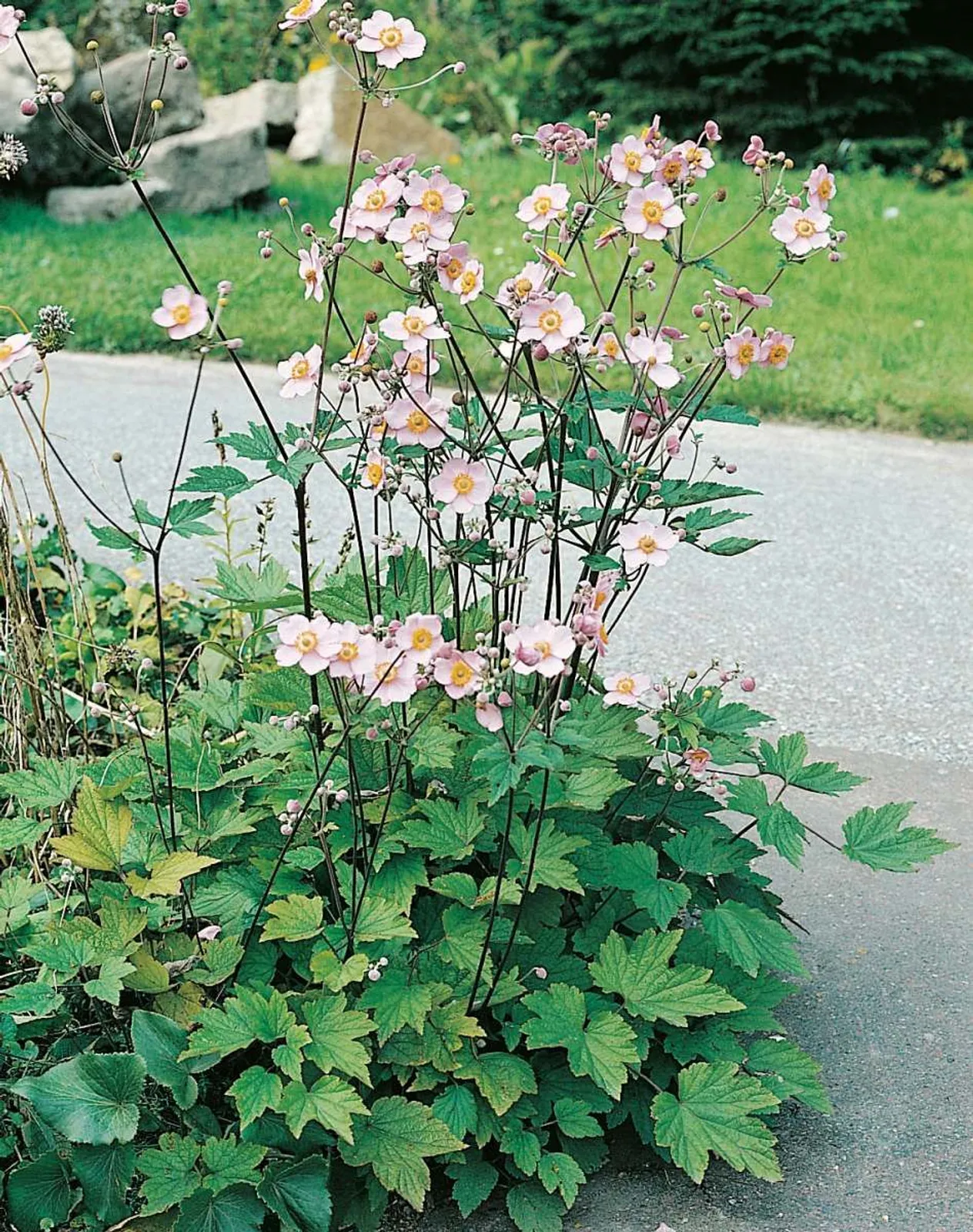 Höstanemon 'Königin Charlotte'