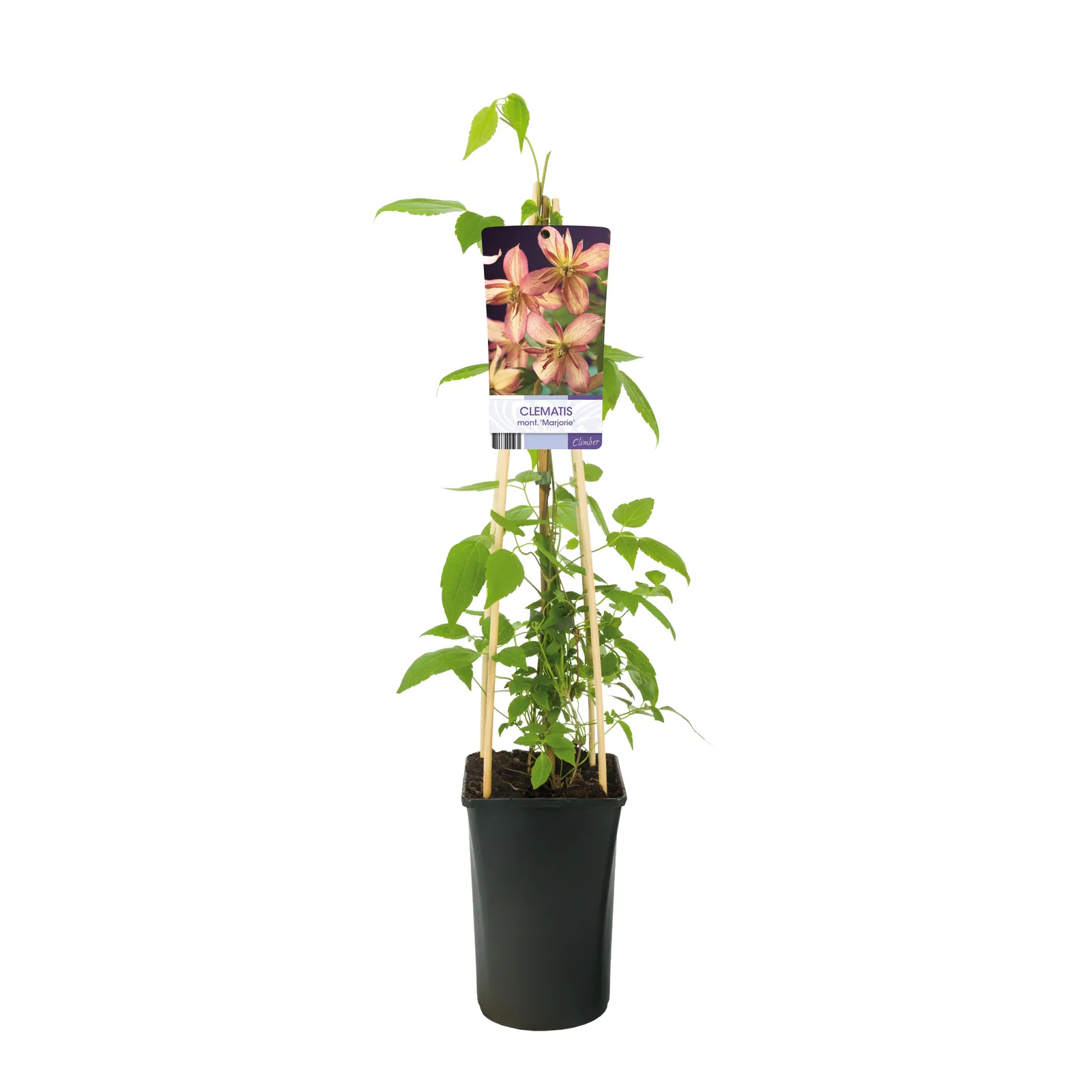 Montana-klematis 'Marjorie' - miniatyr 2