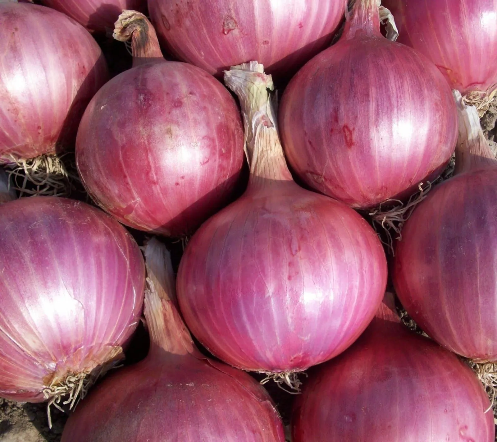 Rödlök 'Red Baron', ekofrö