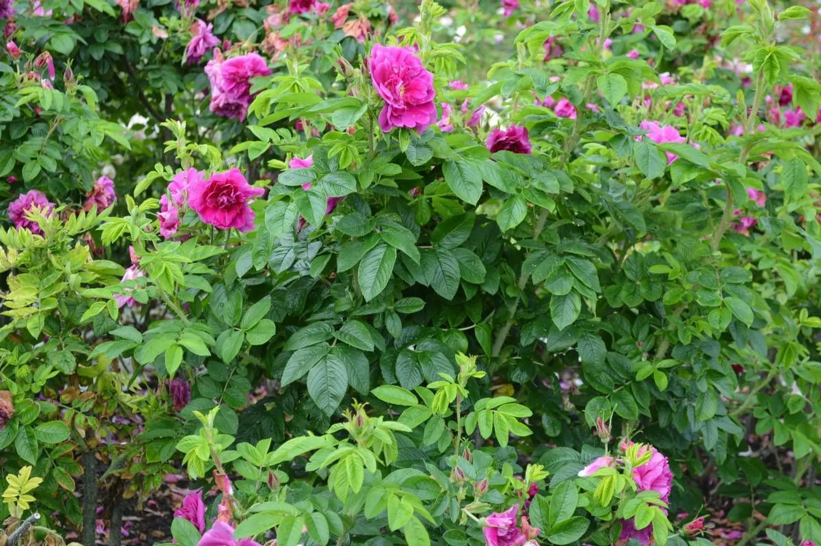 Rugosa-ros 'Hansa', 20-40 cm — detalj 2