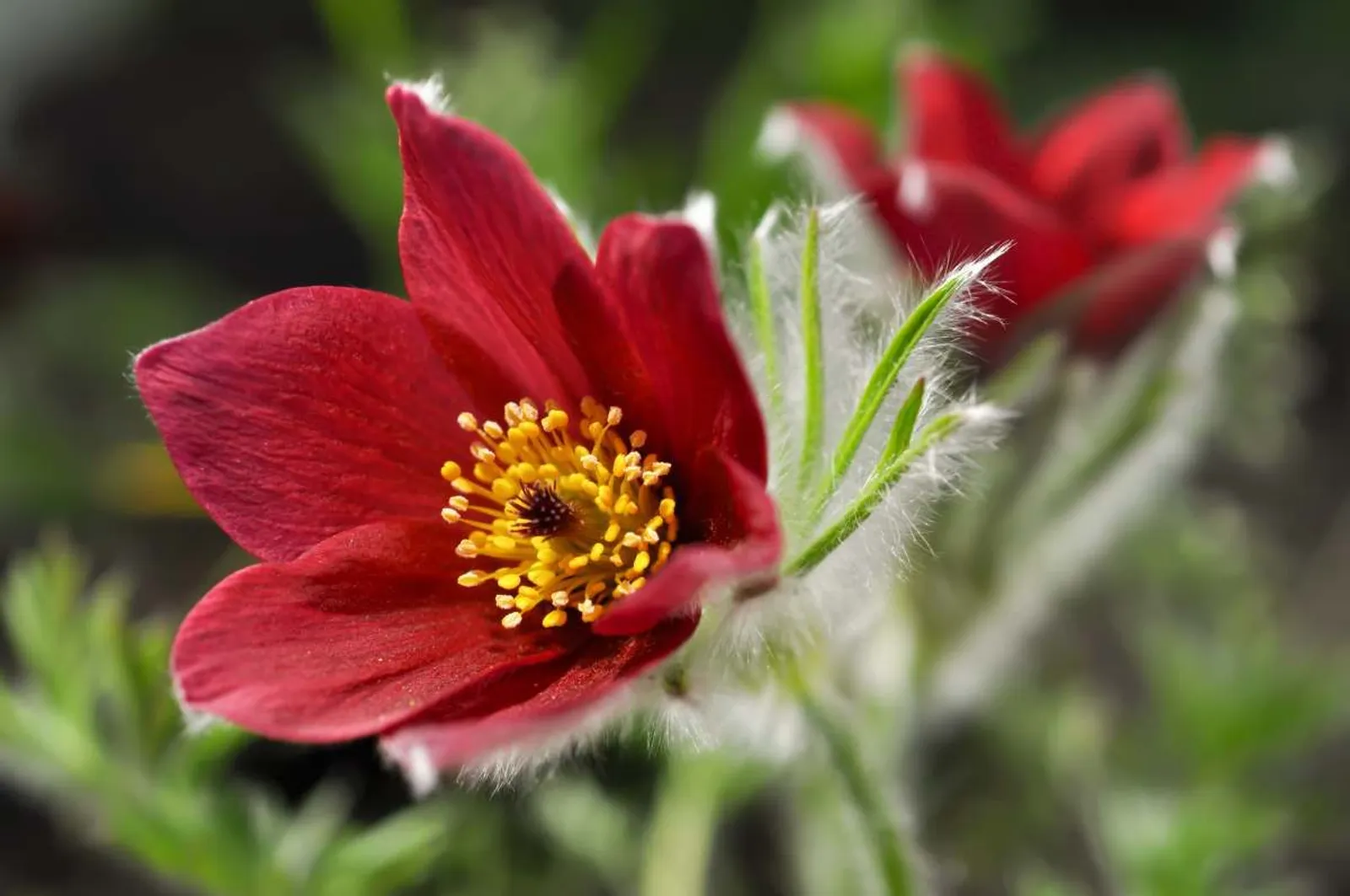 Backsippa 'Röde Klokke'