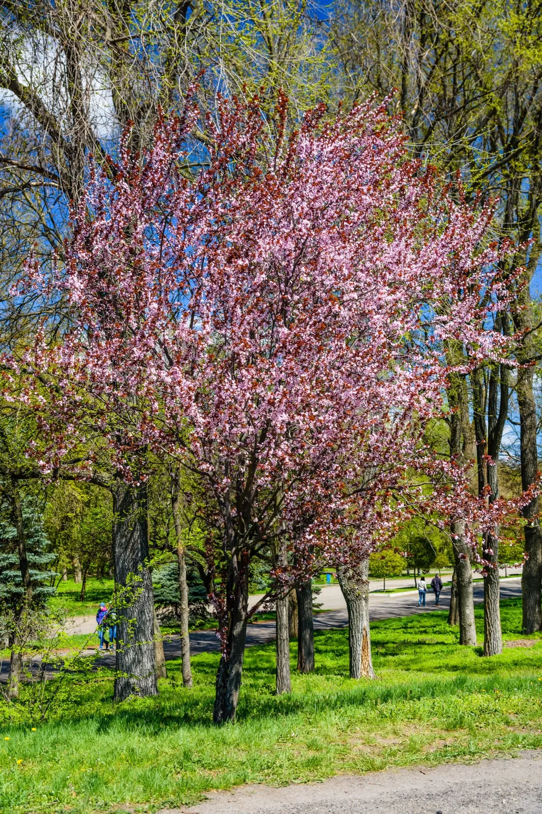 Prydnadsapel 'Pink Spires', Sh 90-110 - miniatyr 2