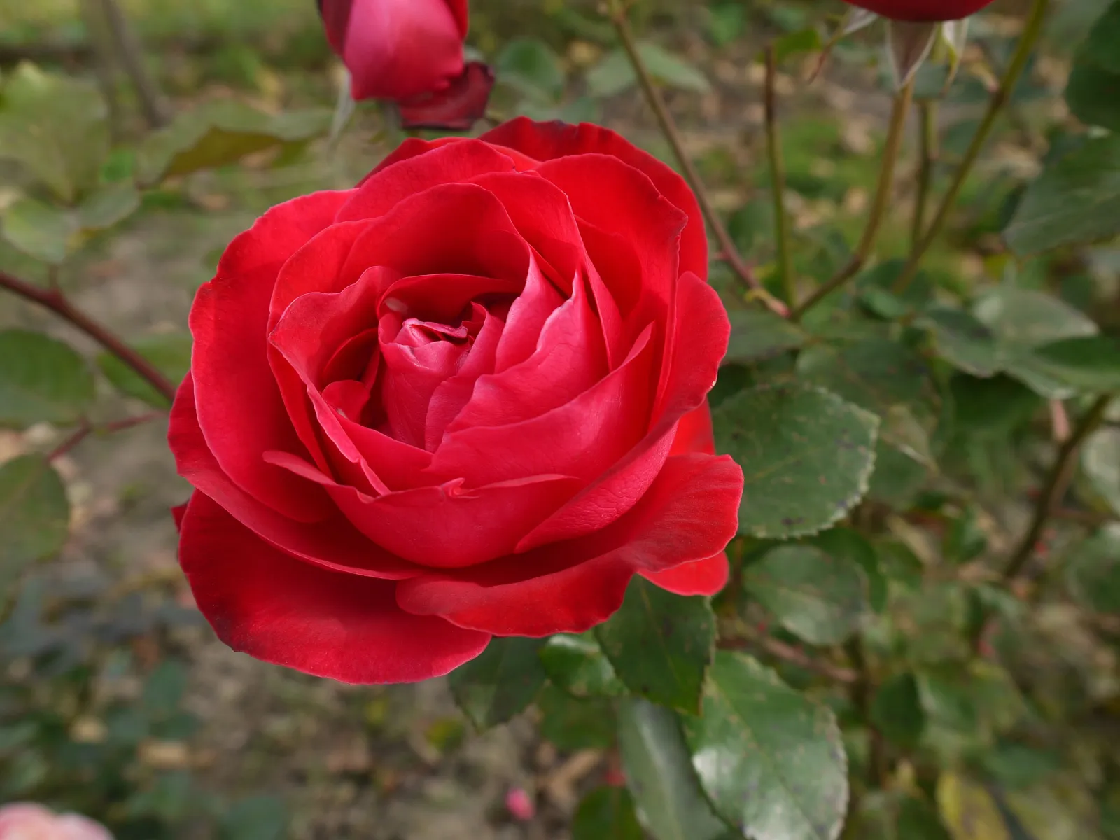 Floribundaros CARL PHILIP ('Korpeahn') - miniatyr 2