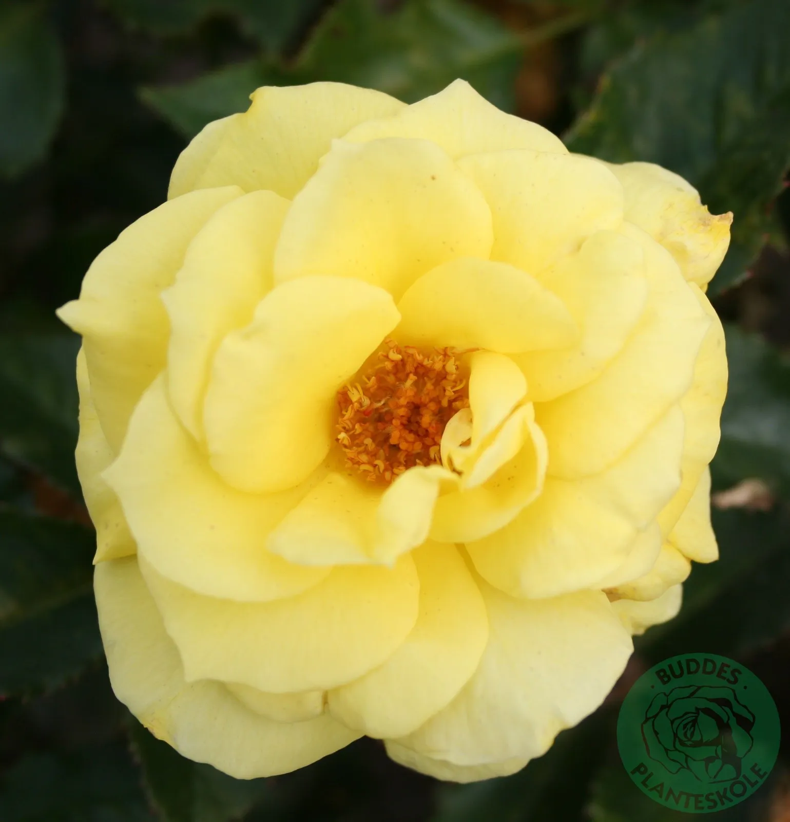 Floribundaros FRIESIA® ('Korresia')