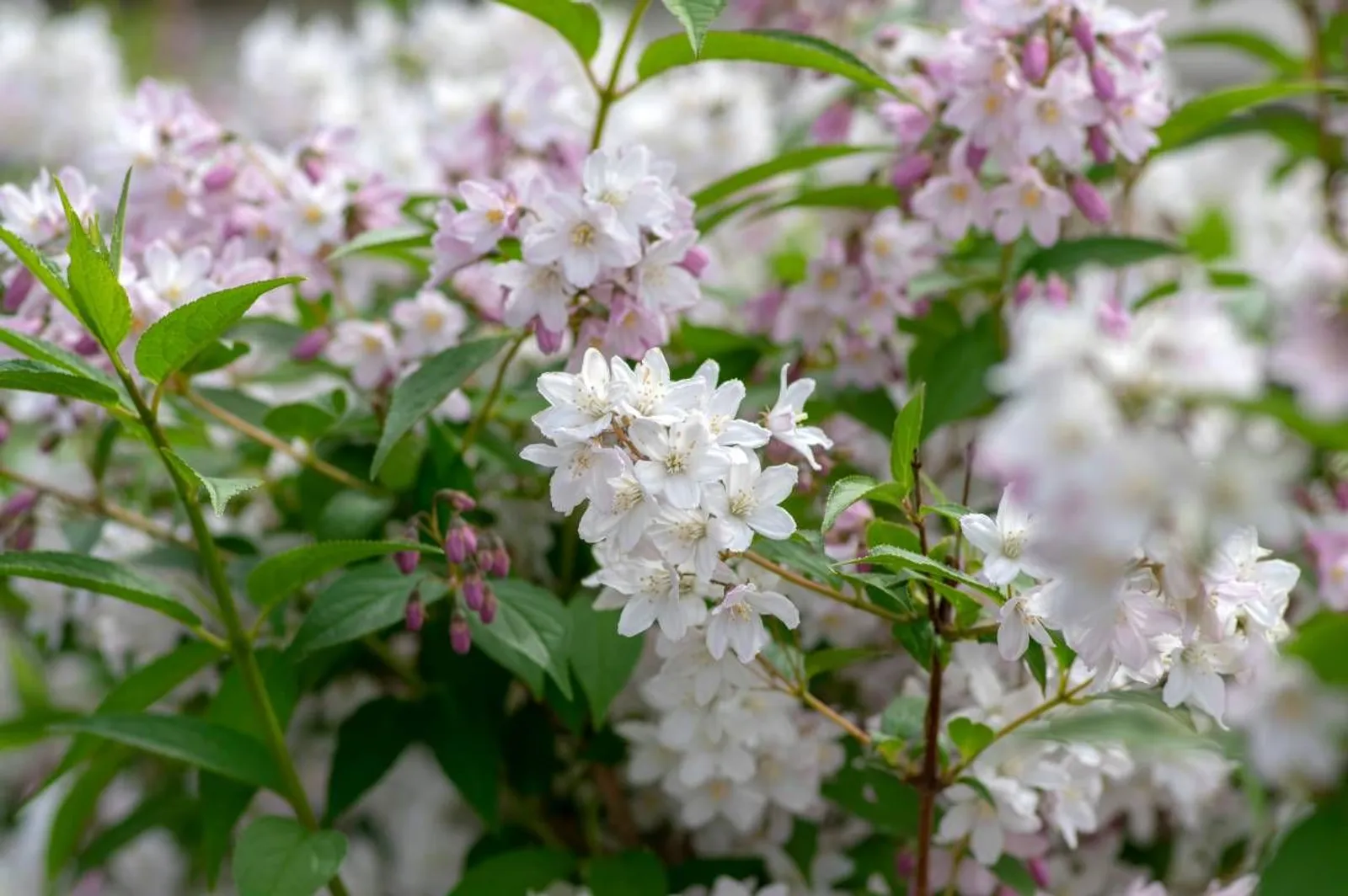 Bruddeutzia, 15-30 cm — detalj 3
