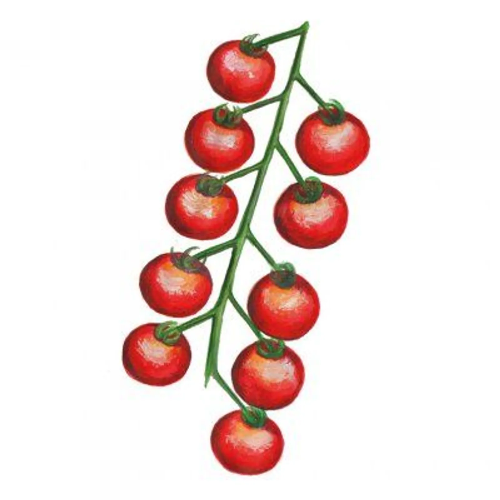 Körsbärstomat 'Gardener's Delight', Frö
