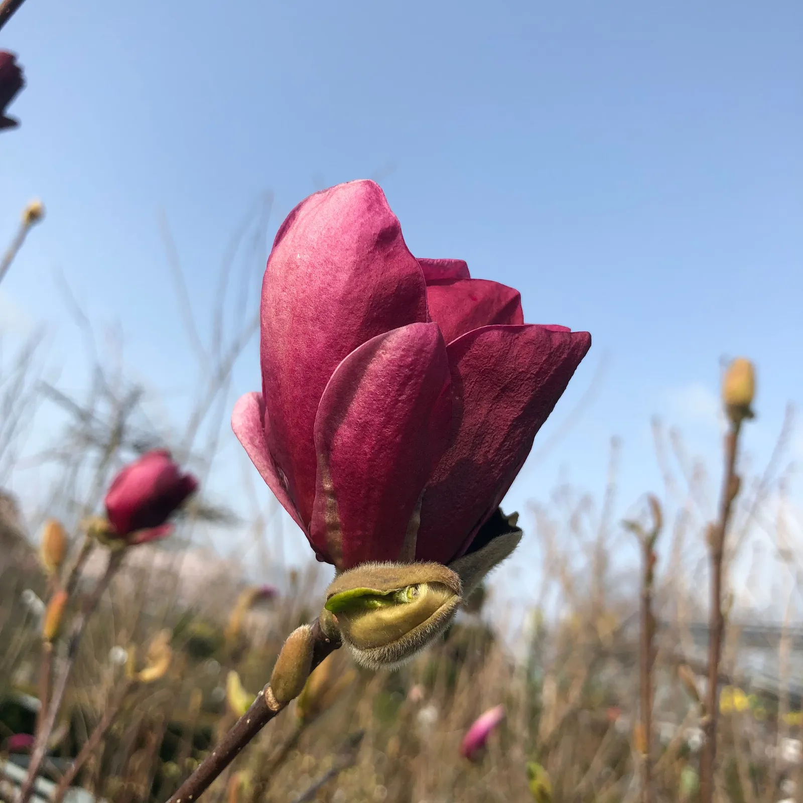Rosenmagnolia 'Genie'PBR - miniatyr 3