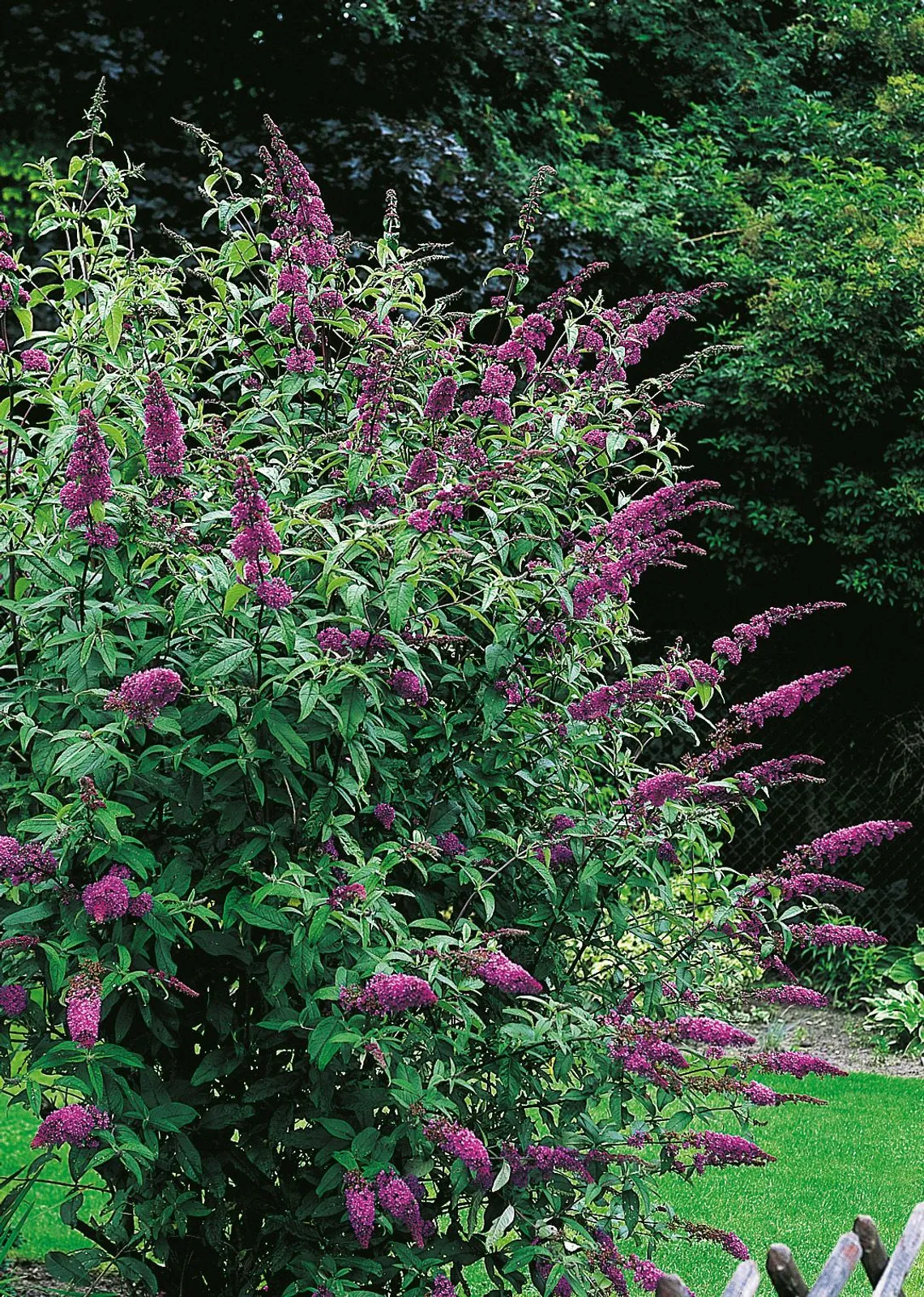 Syrenbuddleja 'Ile de France' - miniatyr 1