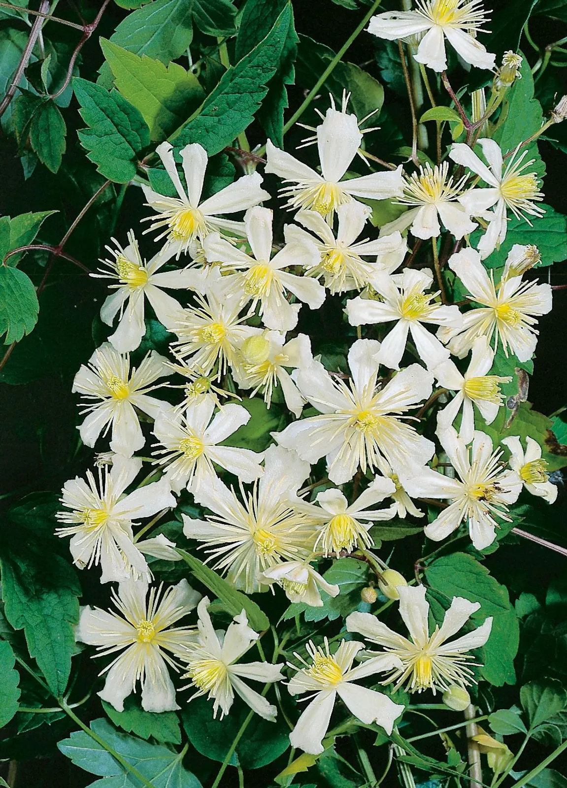 Vitalba-klematis 'Paul Farges'