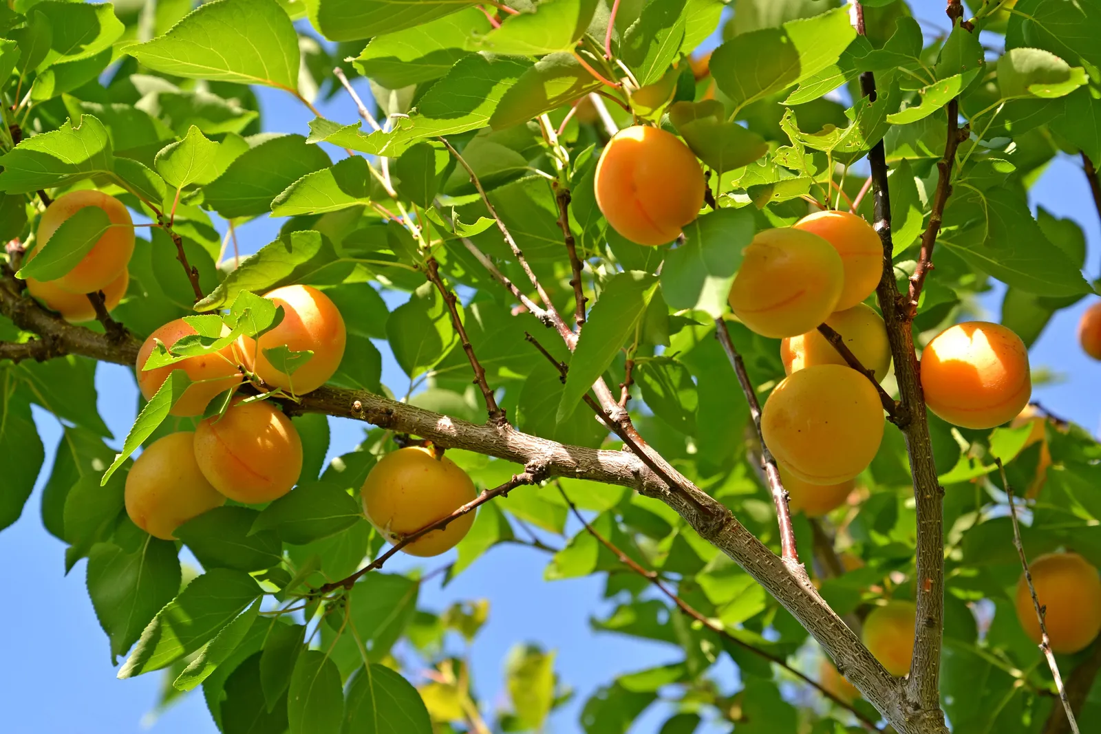 Aprikos 'Tros Oranje'