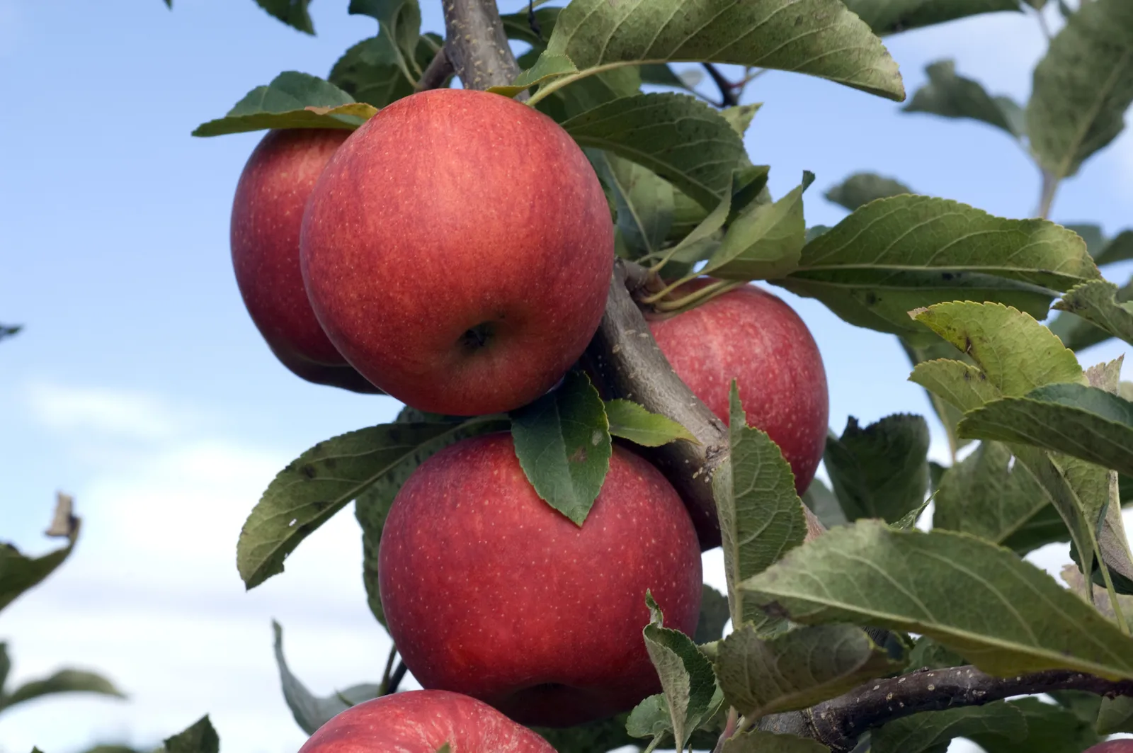 Äpple RÖD MELBA E ('Melred') - miniatyr 3