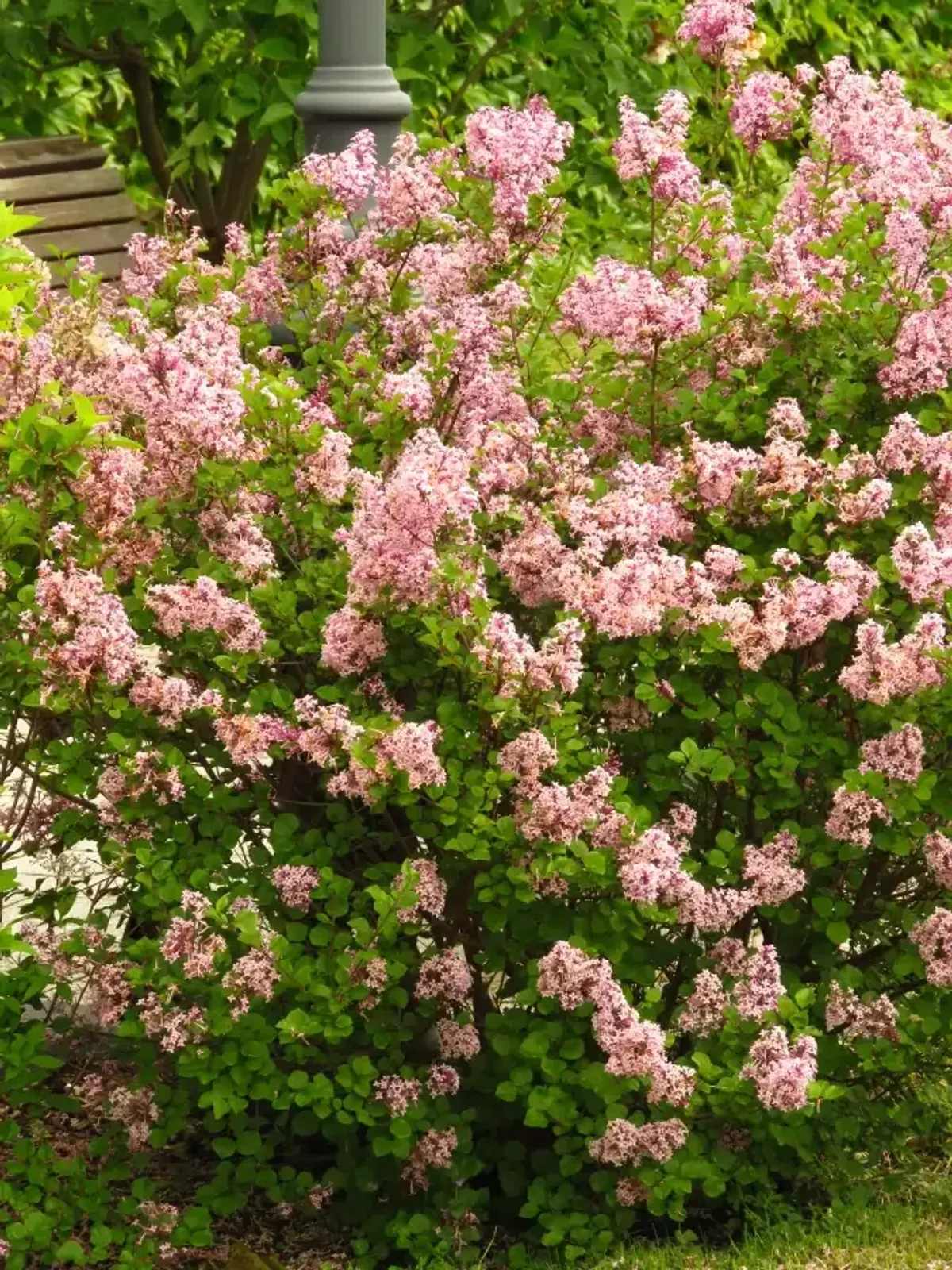 Ungersk syrén, 30-50 cm — detalj 2