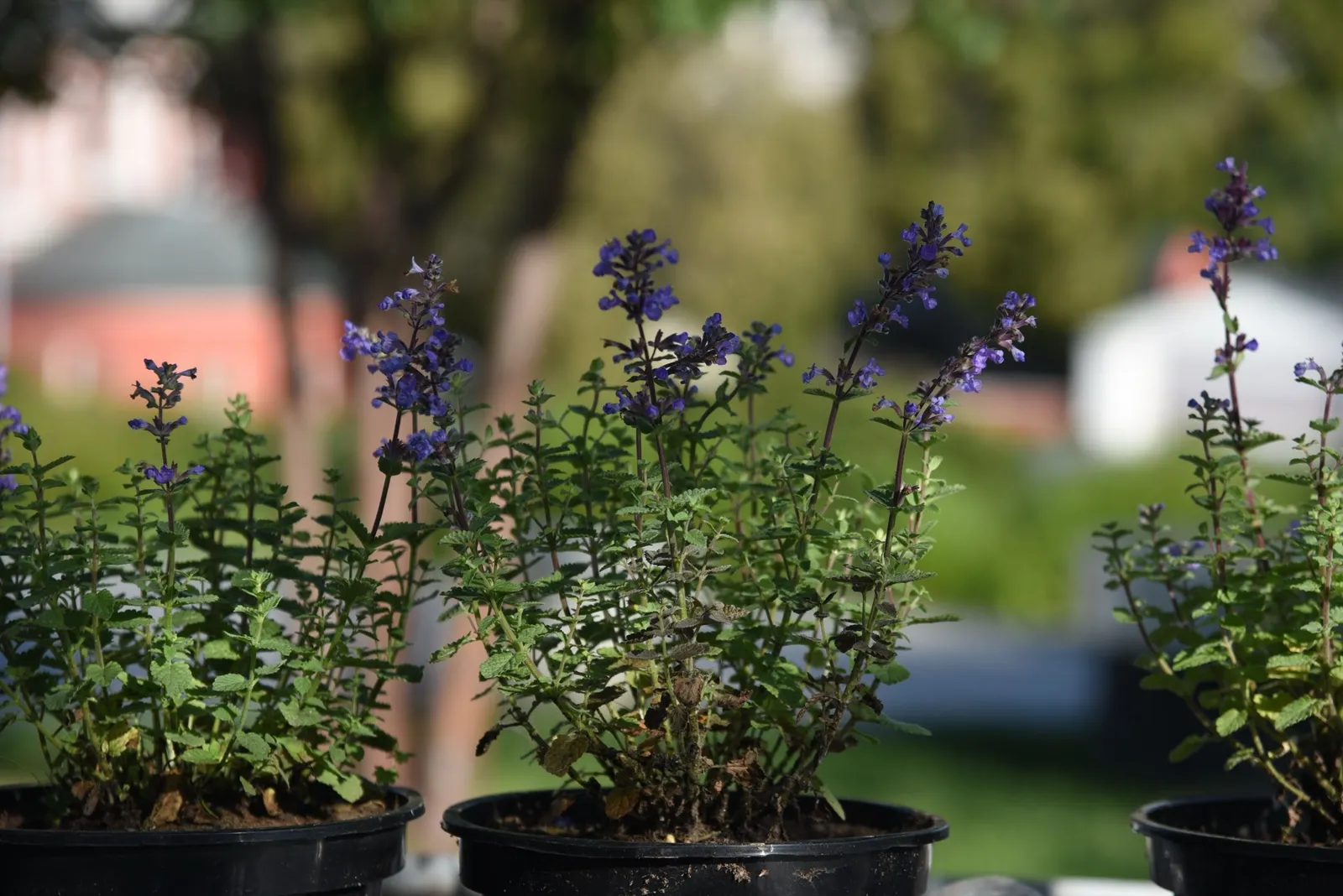 Kantnepeta 'Purrsian Blue'PBR - miniatyr 4