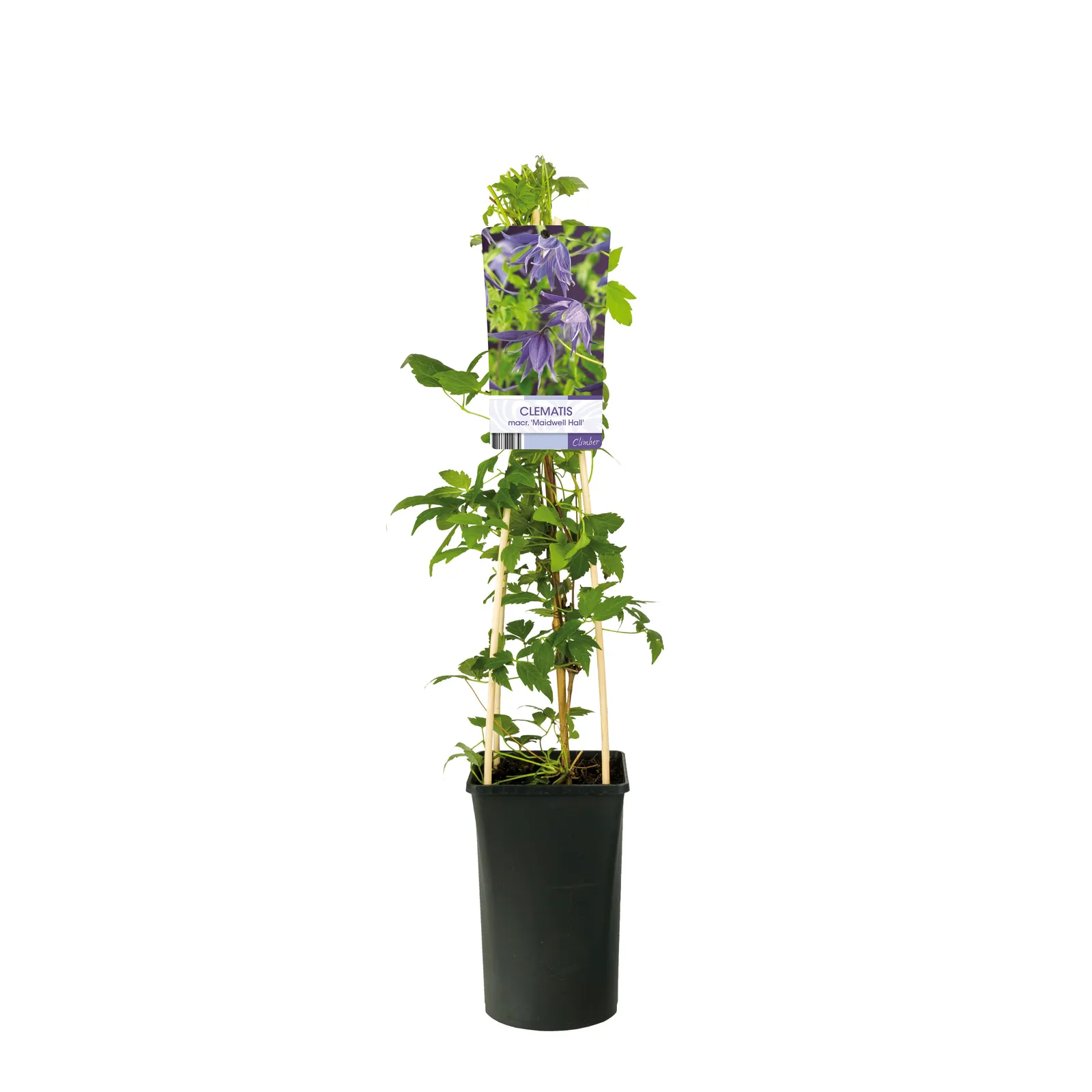 Atragene-klematis 'Maidwell Hall' - miniatyr 2