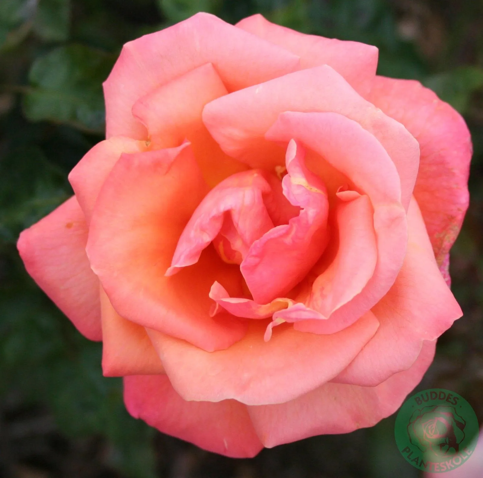 Tehybridros TROIKA® ('Poultroi')