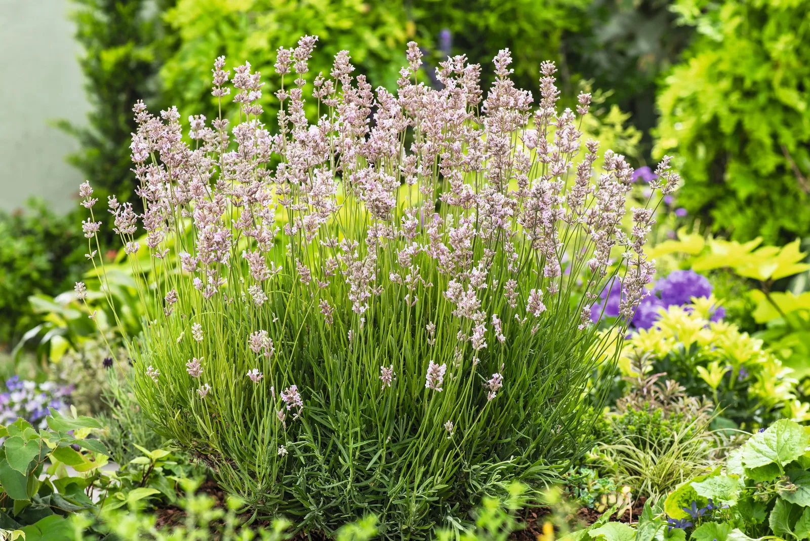 Lavendel 'Rosea' - miniatyr 5