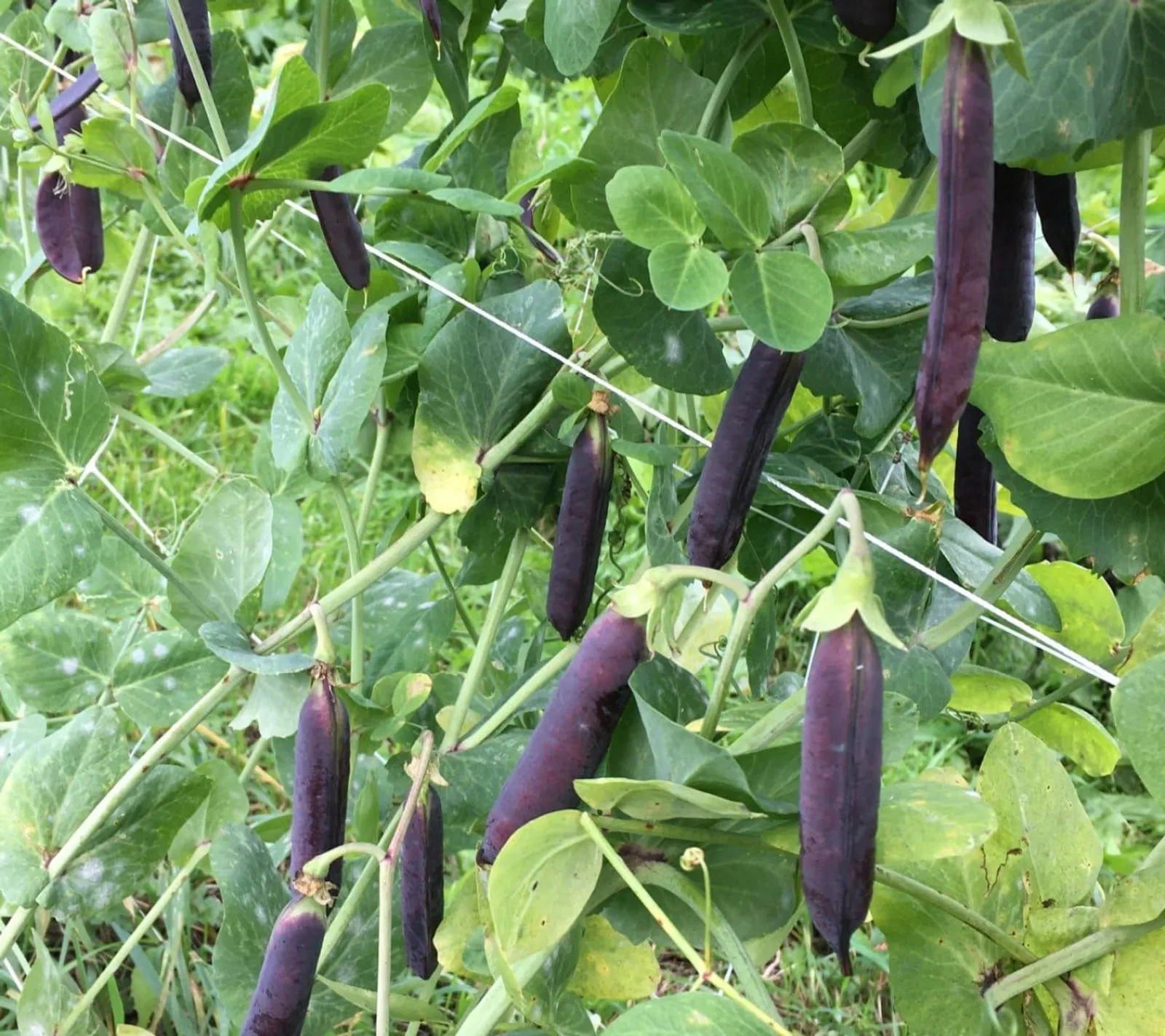 Spritärt 'Blauwschokker', ekofrö