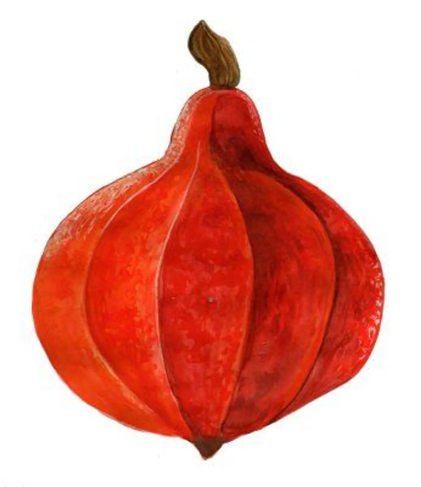 Vintersquash 'Akaguri Orange', Frö