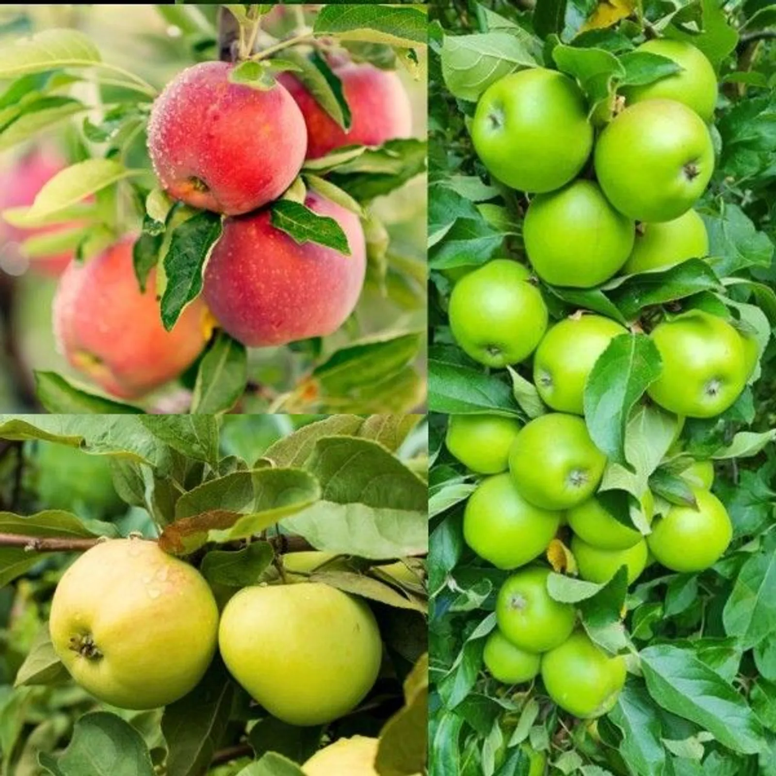 Familjeträd äpple
