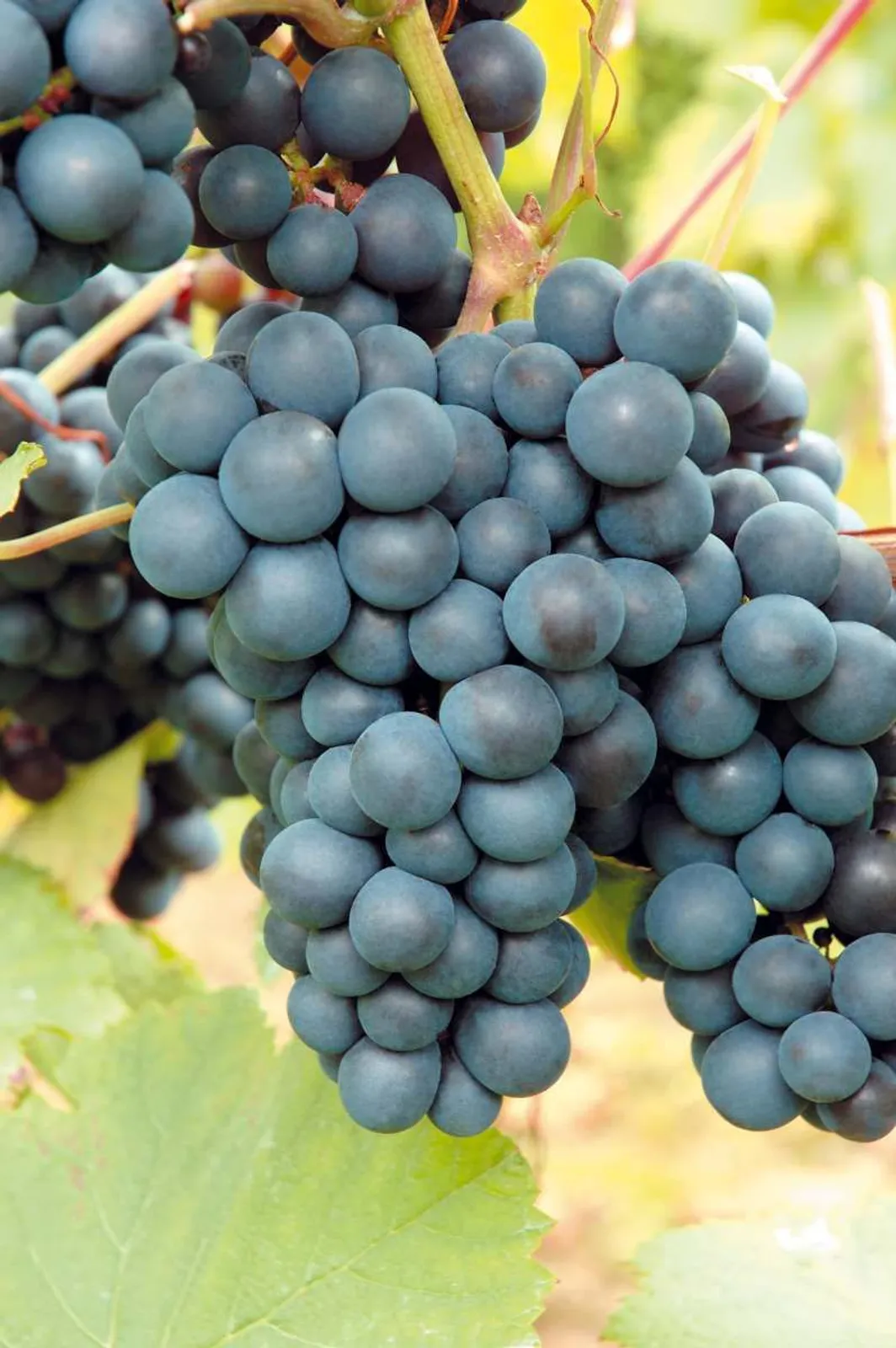Vinranka 'Rondo'