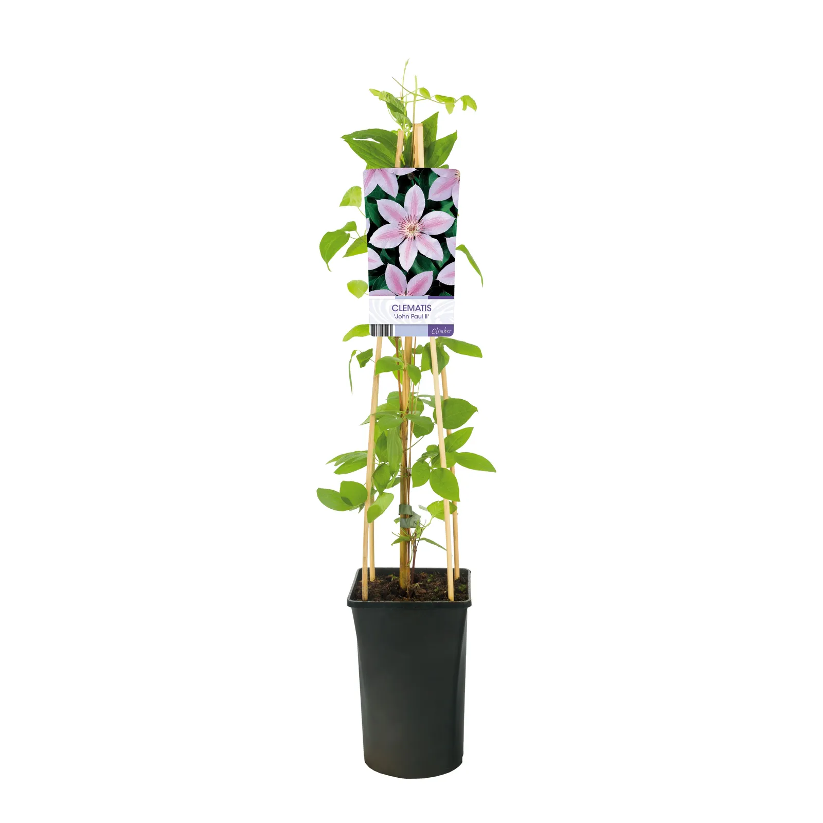 Klematis (Tidiga Storblommiga Gruppen) 'Jan Pavel II' - miniatyr 2