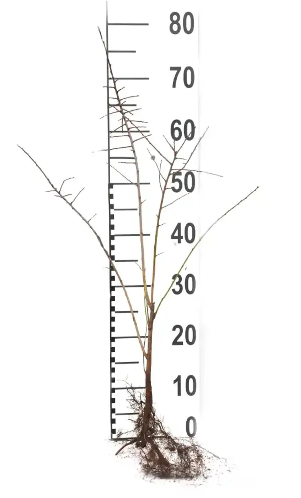 Slån, 50-80 cm — detalj 5