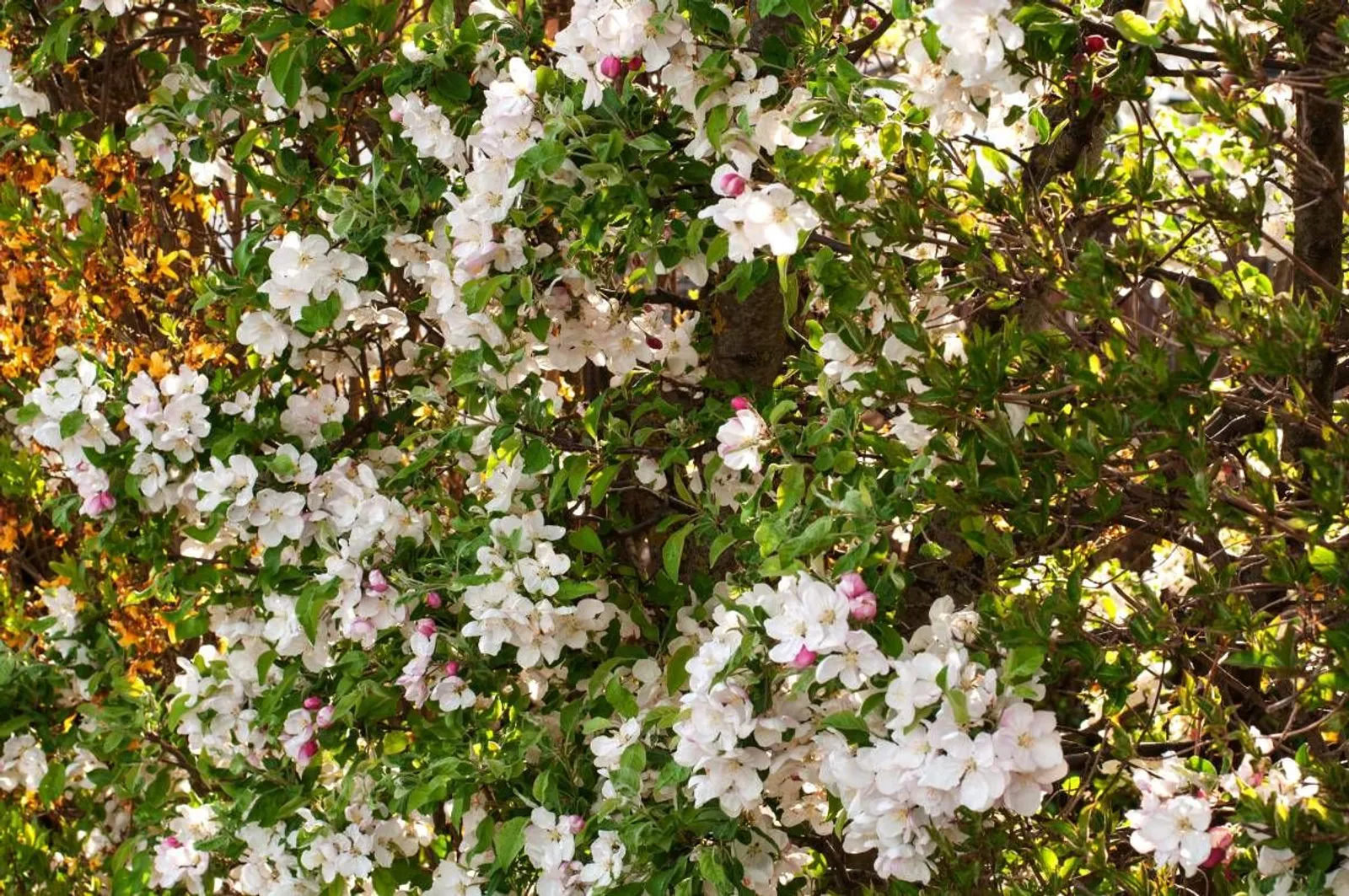 Bukettapel, 20-40 cm — detalj 2