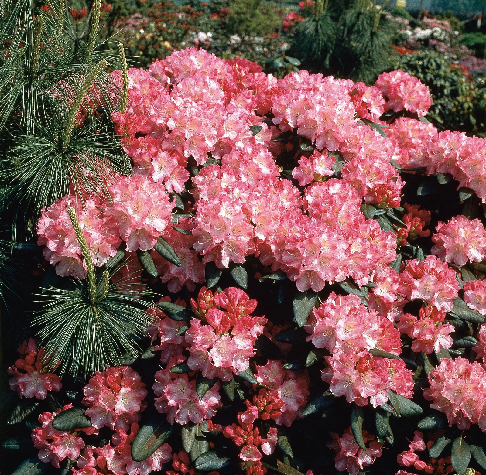 Yakushimanum-rododendron 'Morgenrot', 25-30 cm