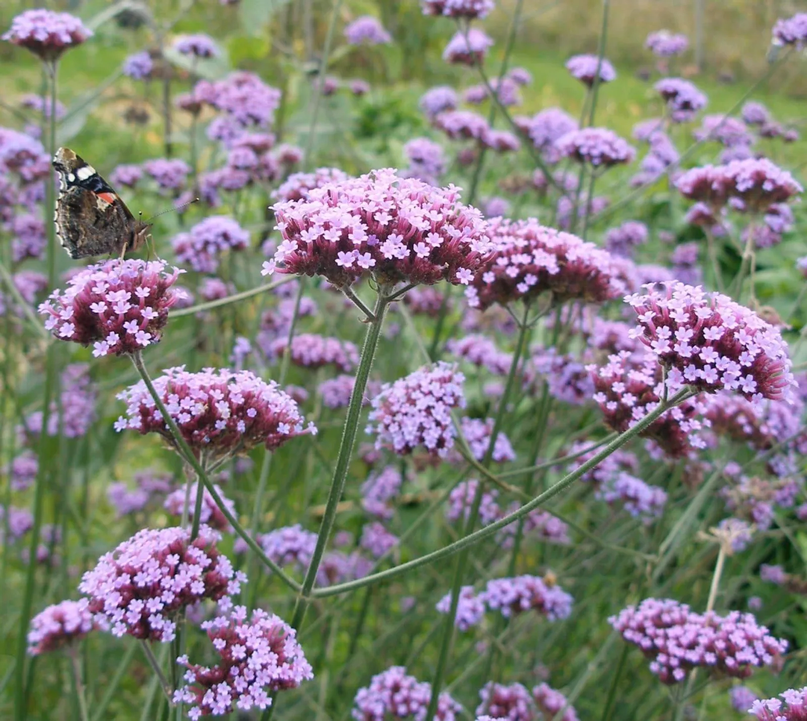 Jätteverbena 'Jätteverbena', ekofrö