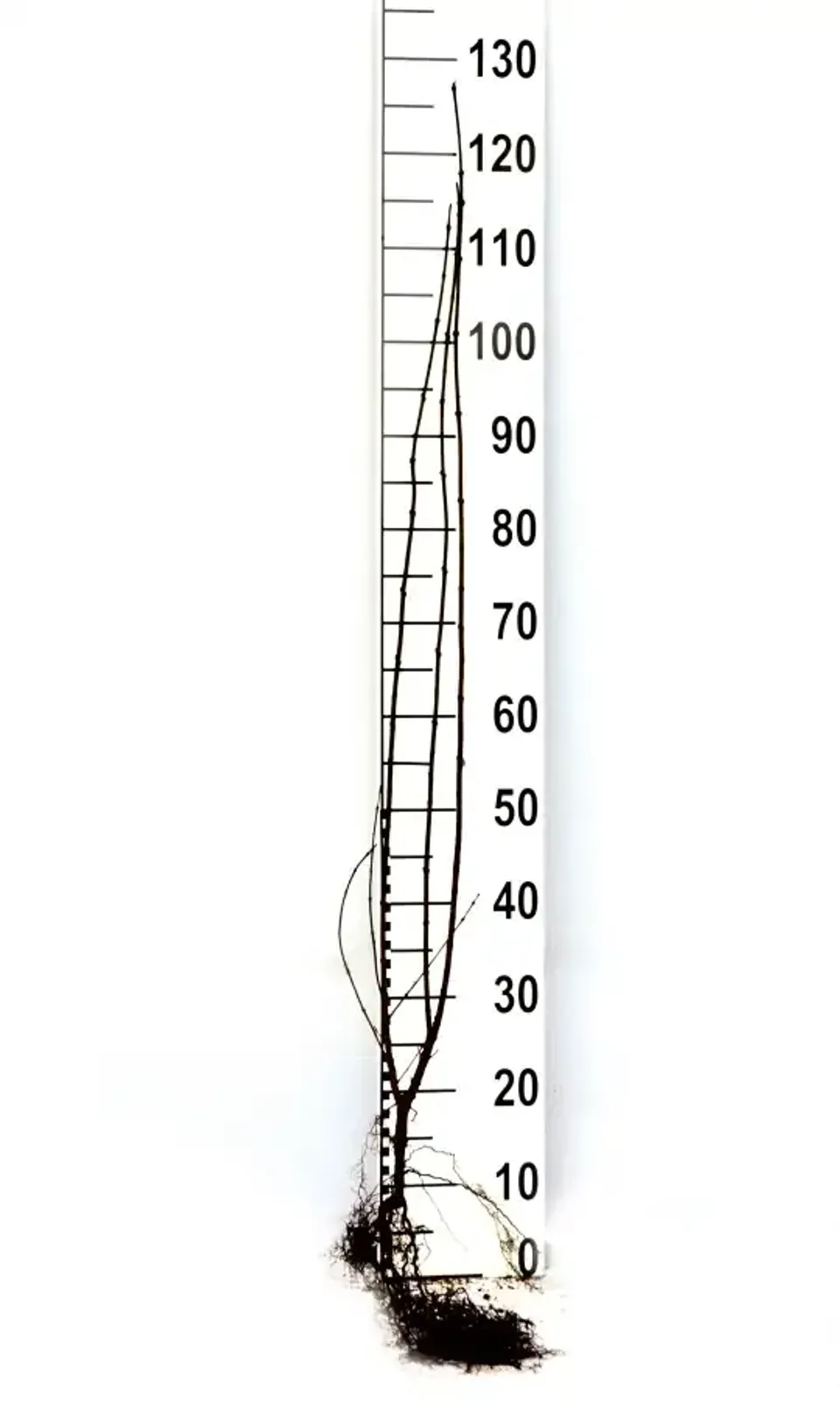 Vinterliguster 'Liga', 50-80, 3-5 grenar cm — detalj 5