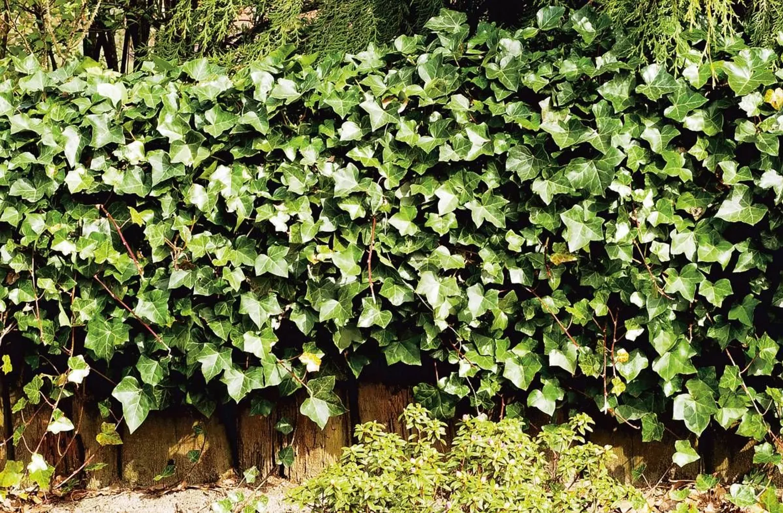 Storbladig murgröna, 15-30 cm — närbild