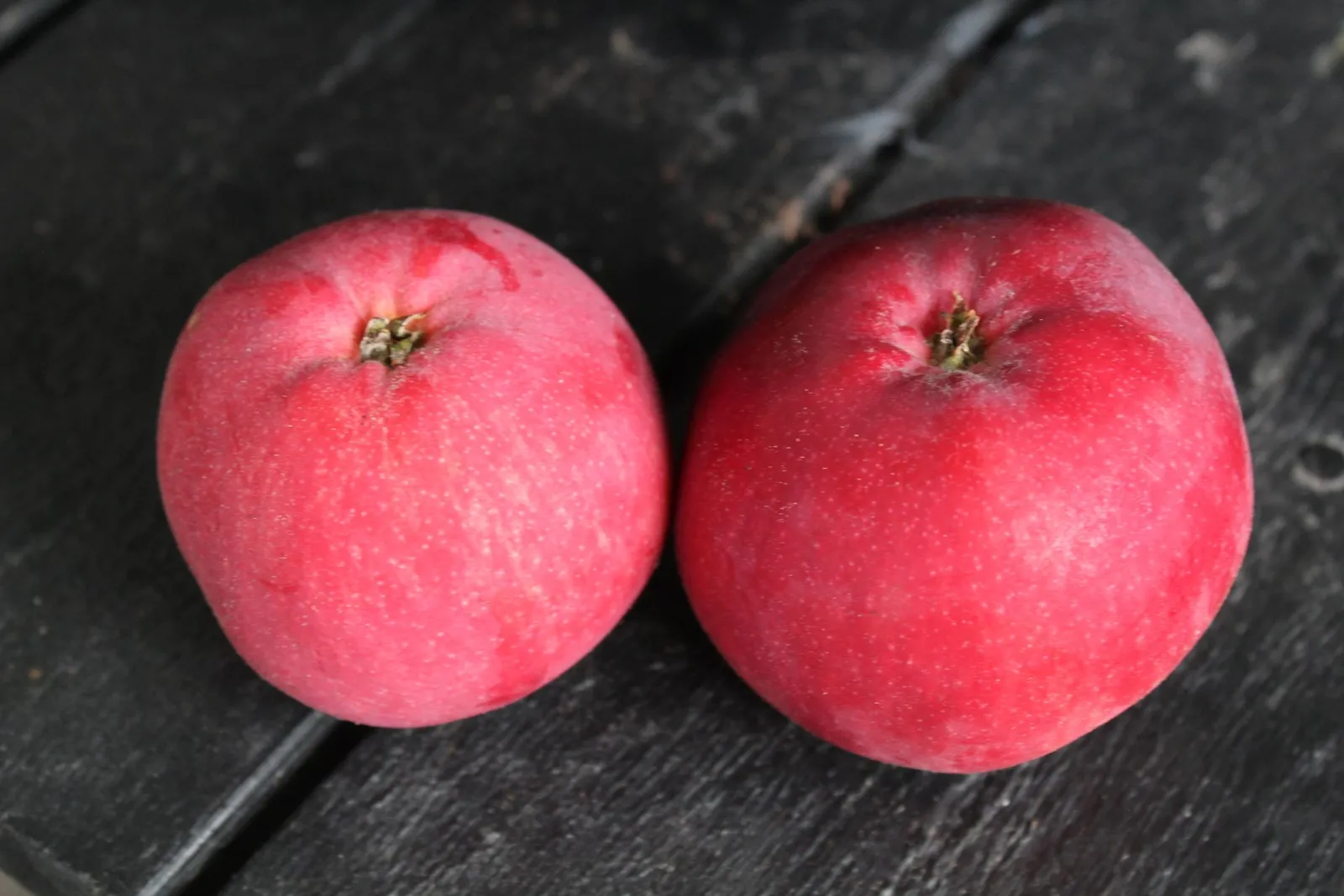 Äpple RÖD MELBA E ('Melred'), inkl. uppbindnings kit