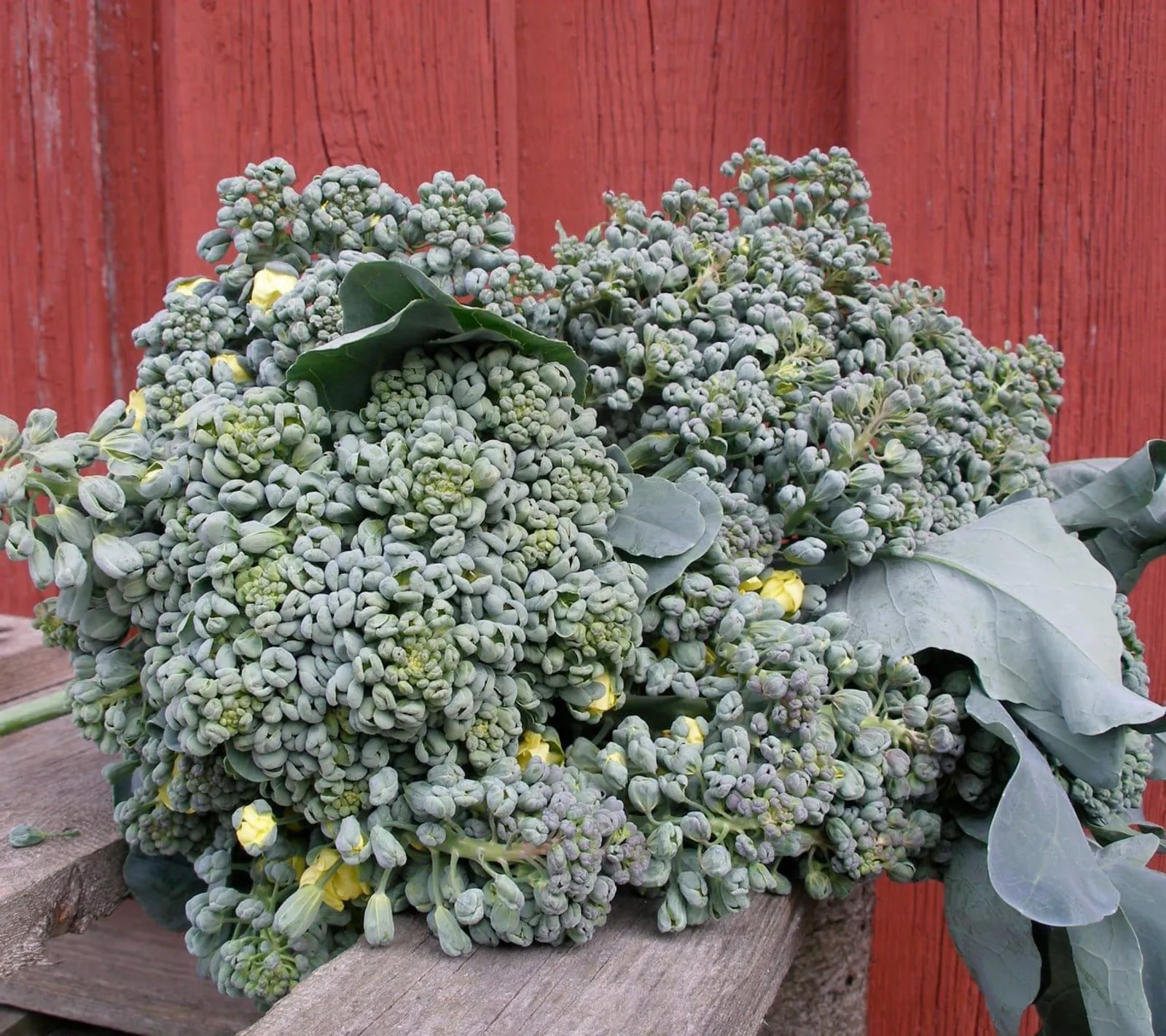 Broccoli 'Piracicaba', ekofrö