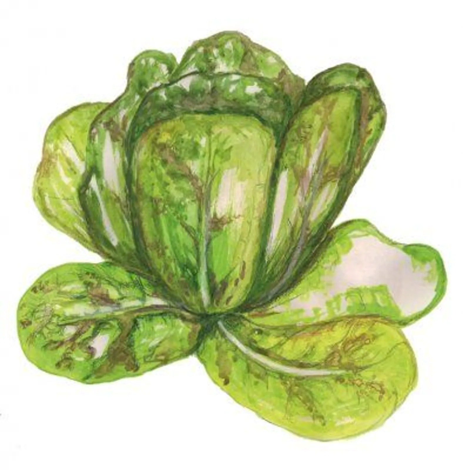 Sallat 'Forellenschluss', Frö