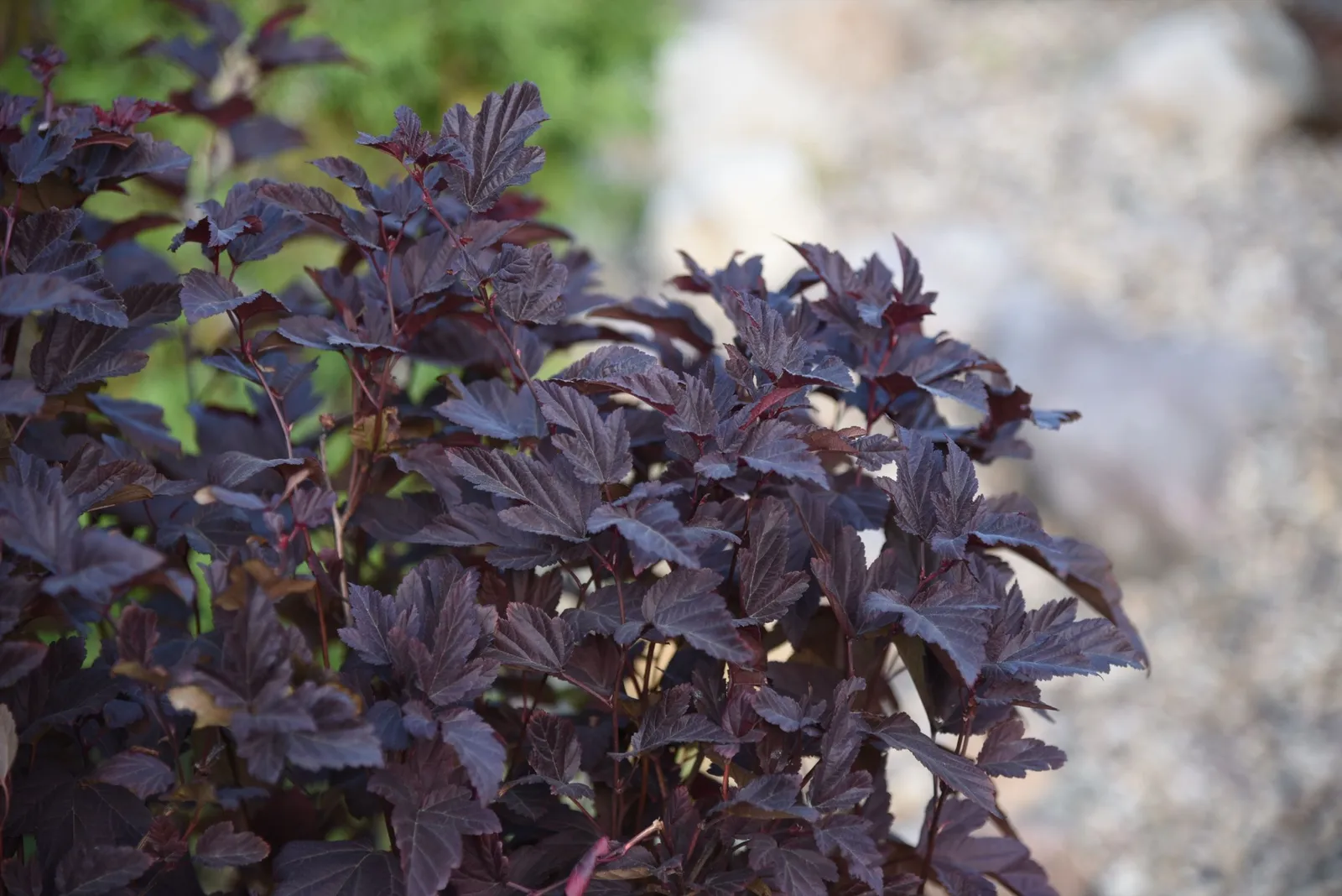 Smällspirea LITTLE ANGEL ('Hoogi016'PBR) - miniatyr 2